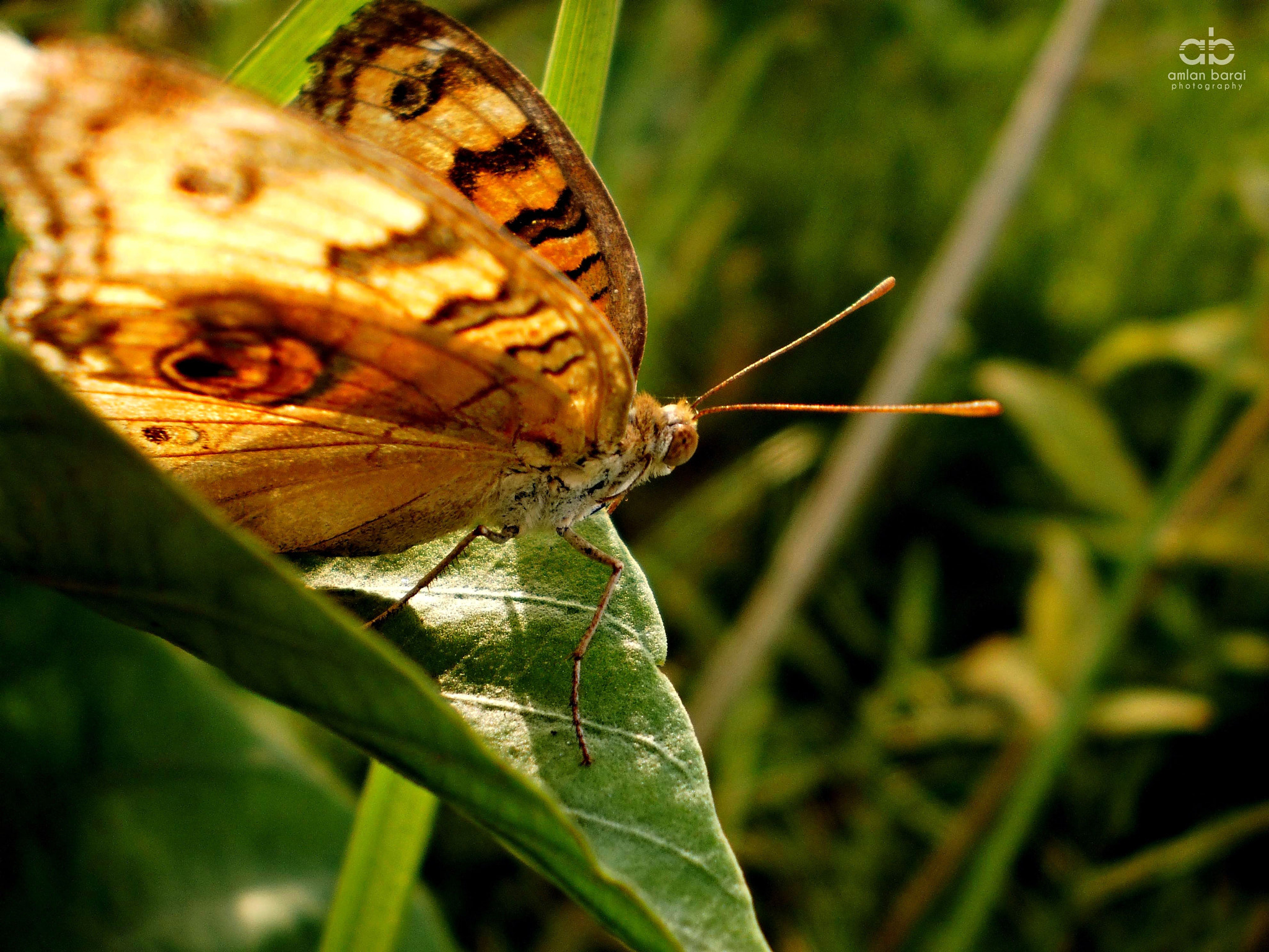 Olympus T105,T100,X36 sample photo. Butterfly before the take off photography