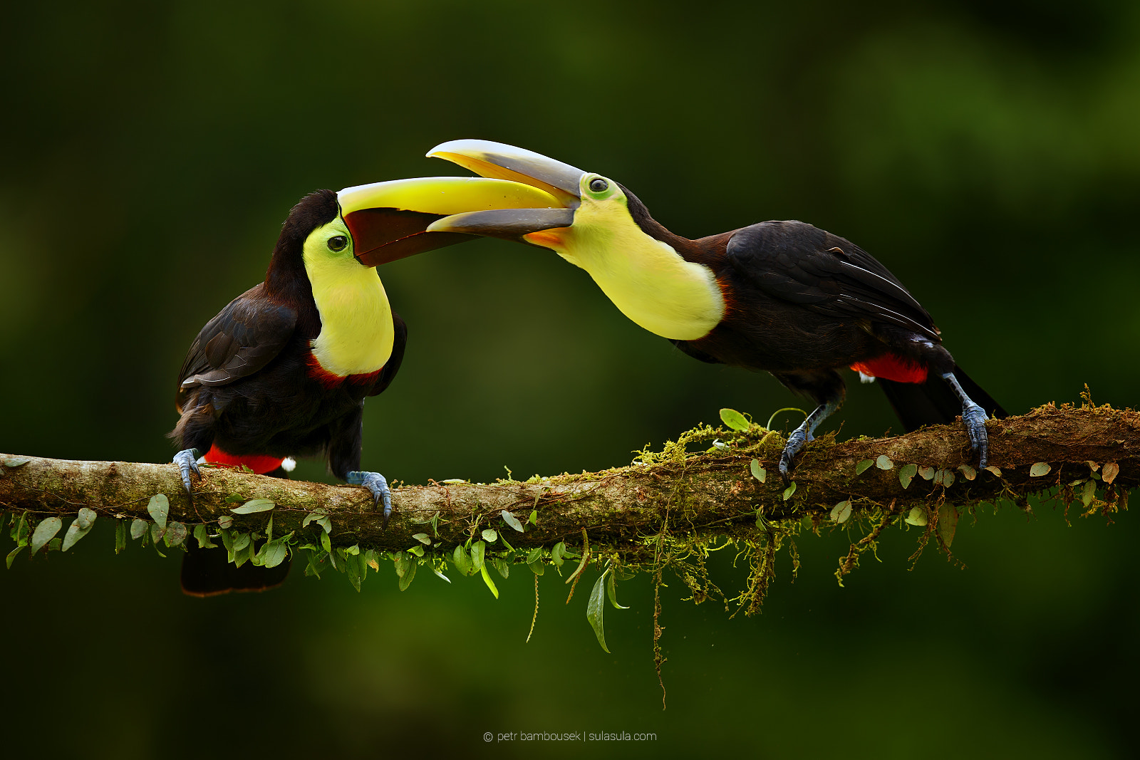 Canon EOS 6D + Canon EF 300mm F2.8L IS USM sample photo. Toucan's feeding | costa rica photography