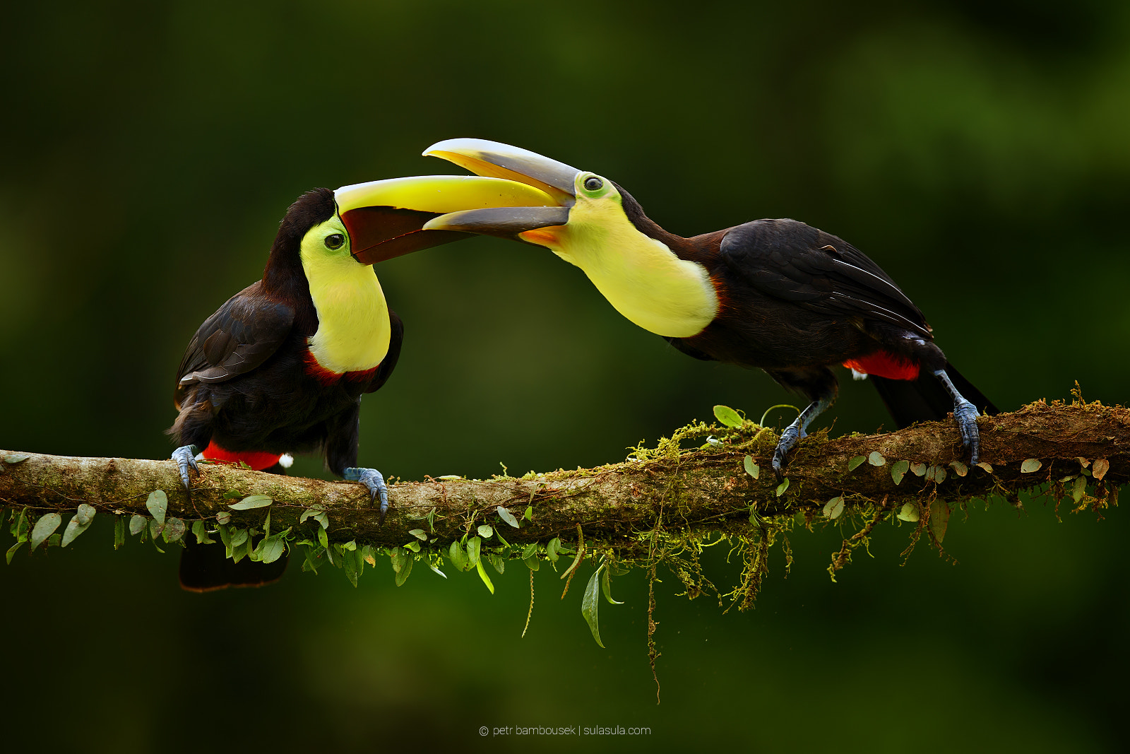 Canon EF 300mm F2.8L IS USM sample photo. Toucan's feeding | costa rica photography