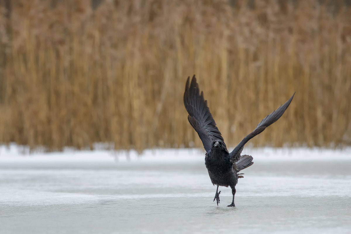 Canon EF 400mm F2.8L IS II USM sample photo. Raven photography