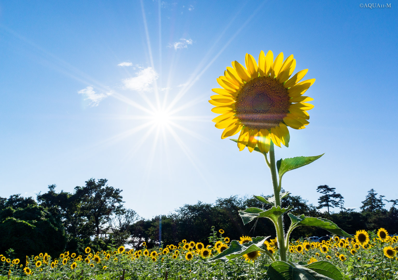 Sony SLT-A77 sample photo. Shiny flower photography