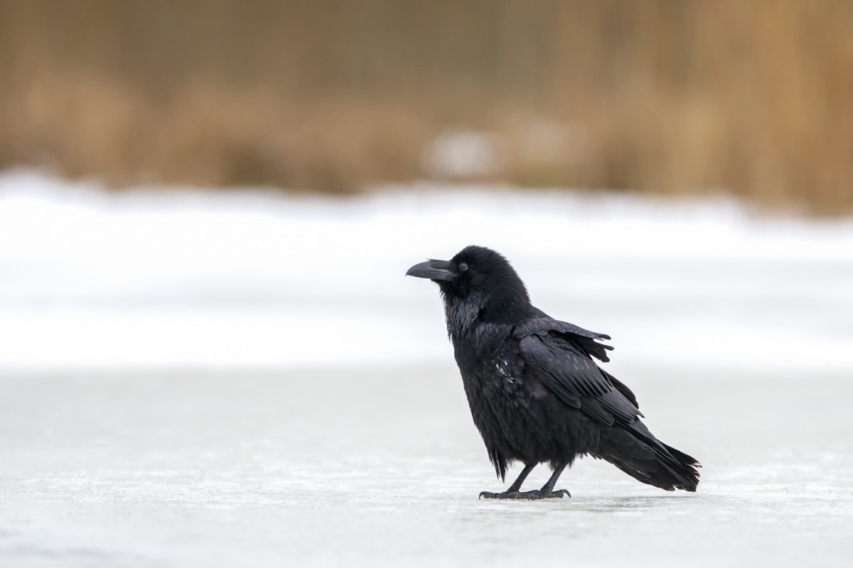 Canon EF 400mm F2.8L IS II USM sample photo. Raven photography
