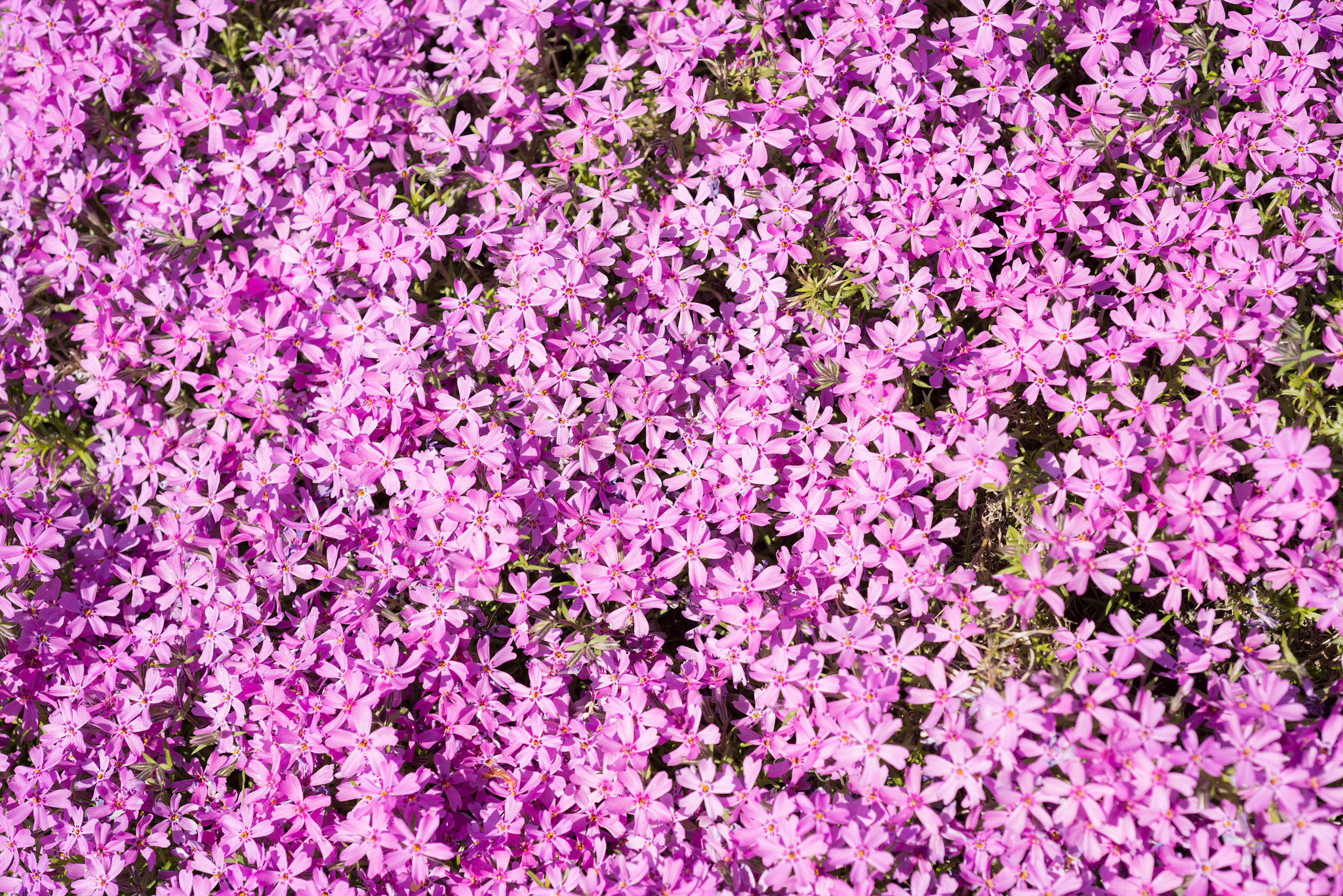 Nikon AF Micro-Nikkor 60mm F2.8D sample photo. Flowers phlox subulata photography