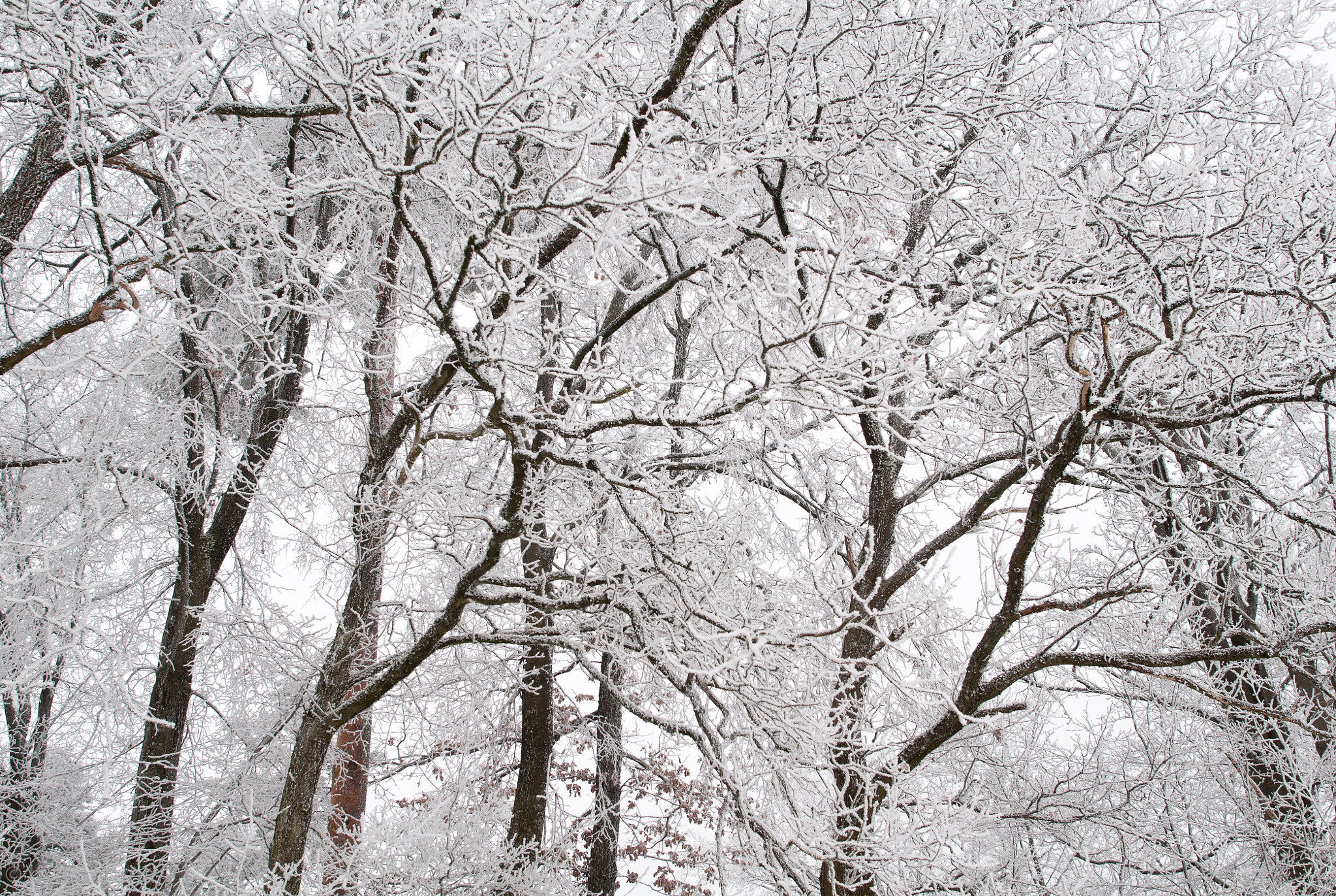 Nikon D300S + Nikon AF-S Nikkor 24mm F1.4G ED sample photo. White branches photography