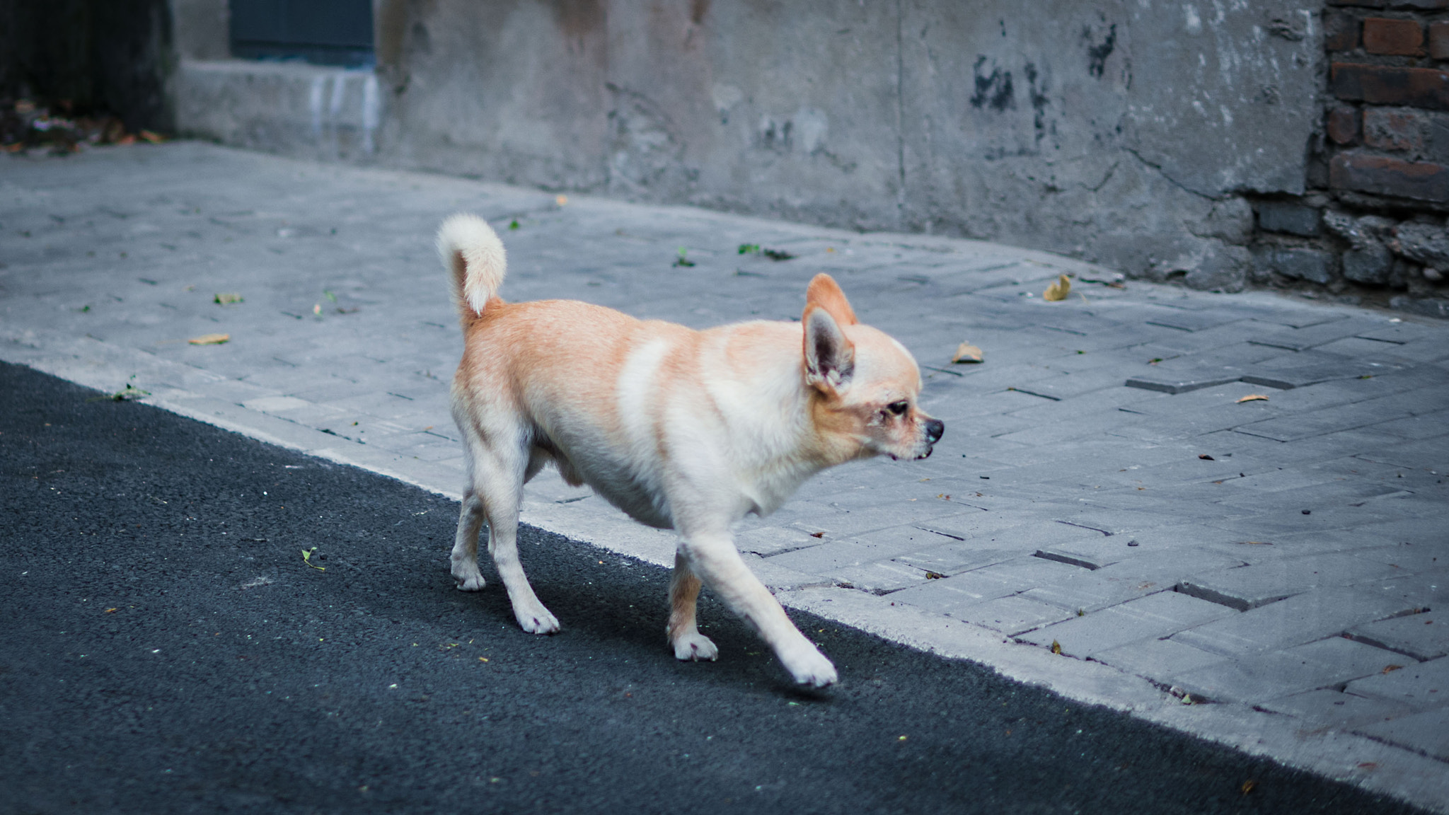 Olympus OM-D E-M10 II + Panasonic Leica DG Summilux 25mm F1.4 II ASPH sample photo. Walker photography