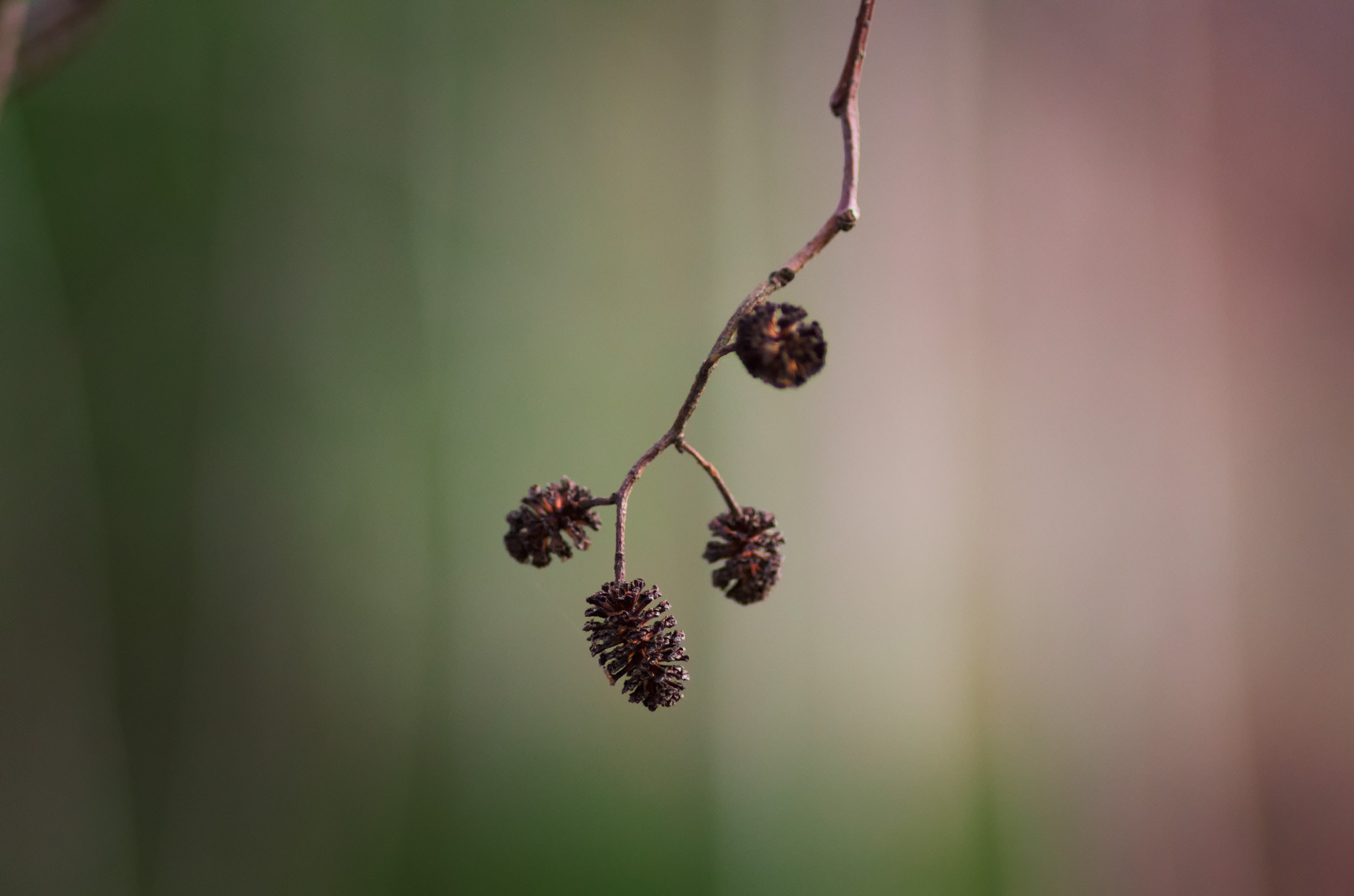 Nikon D7000 + AF Nikkor 180mm f/2.8 IF-ED sample photo. Alder thingymabob photography