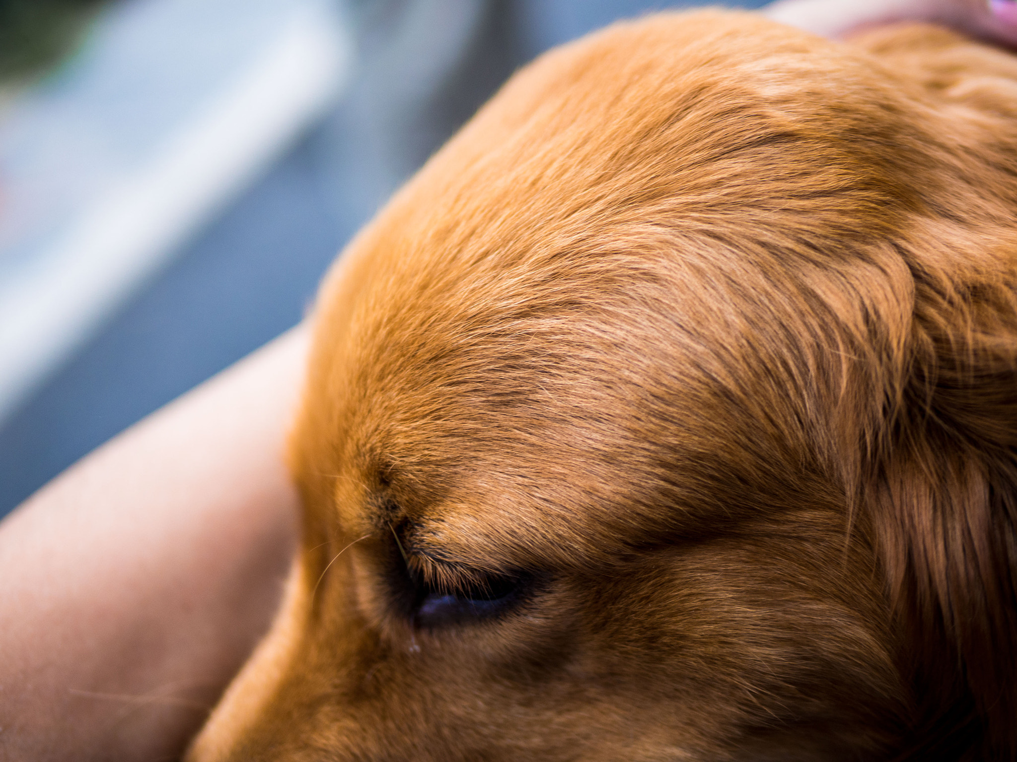 Olympus OM-D E-M10 II + Panasonic Leica DG Summilux 25mm F1.4 II ASPH sample photo. Golden sadness photography