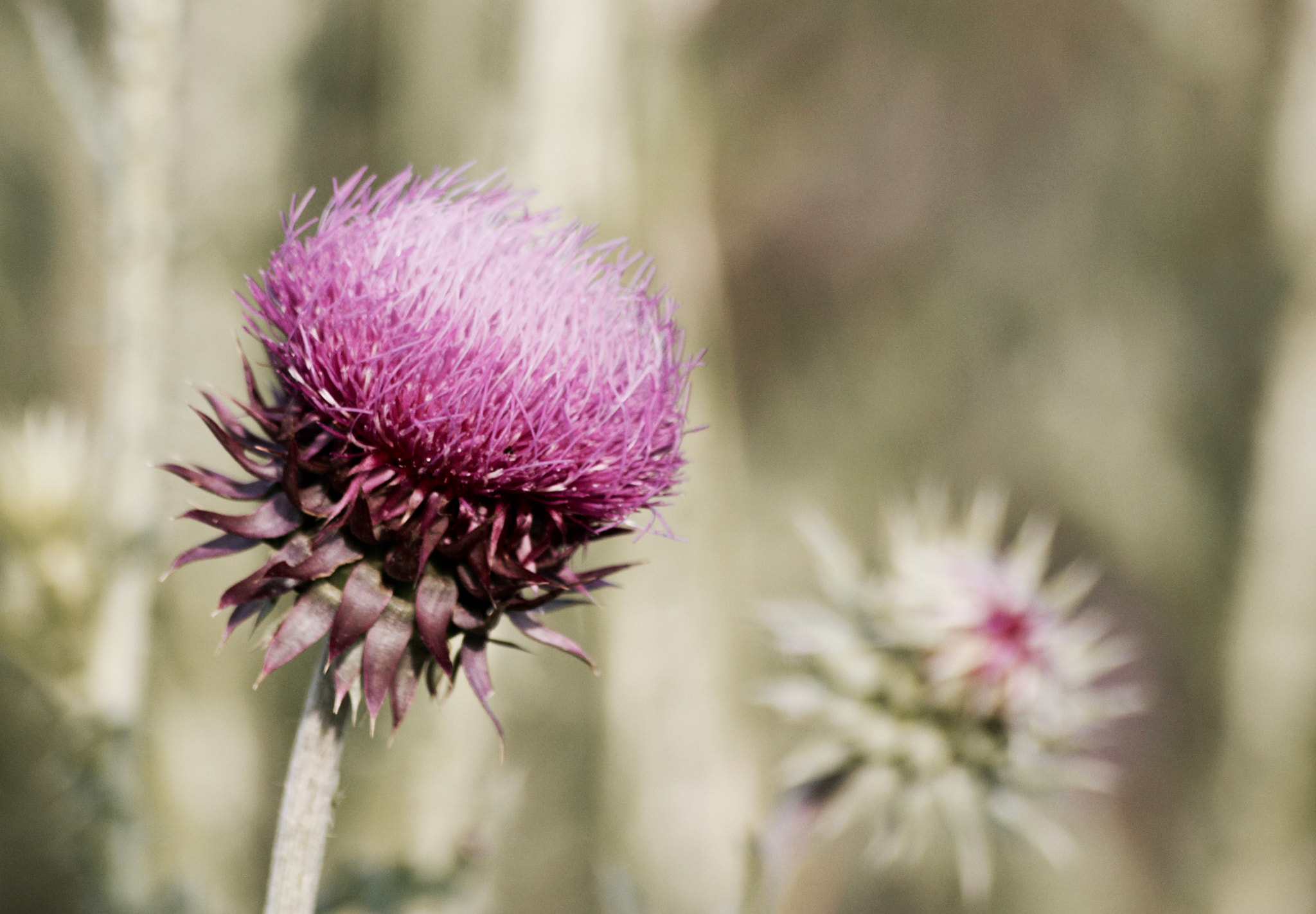 Sigma 70-300mm F4-5.6 APO DG Macro sample photo. Thistle weed_2609 photography