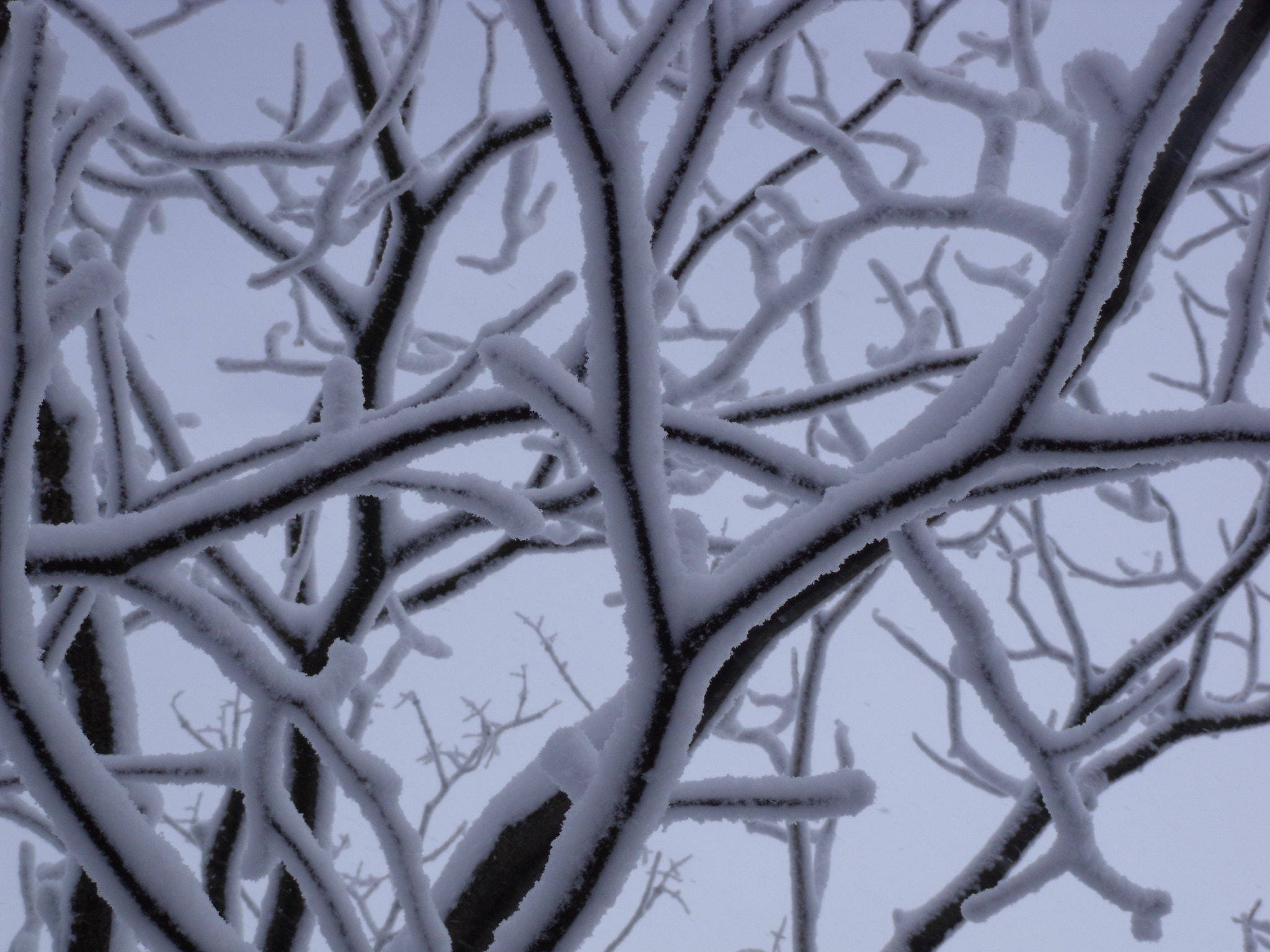 Fujifilm FinePix J110W sample photo. Winter tree photography