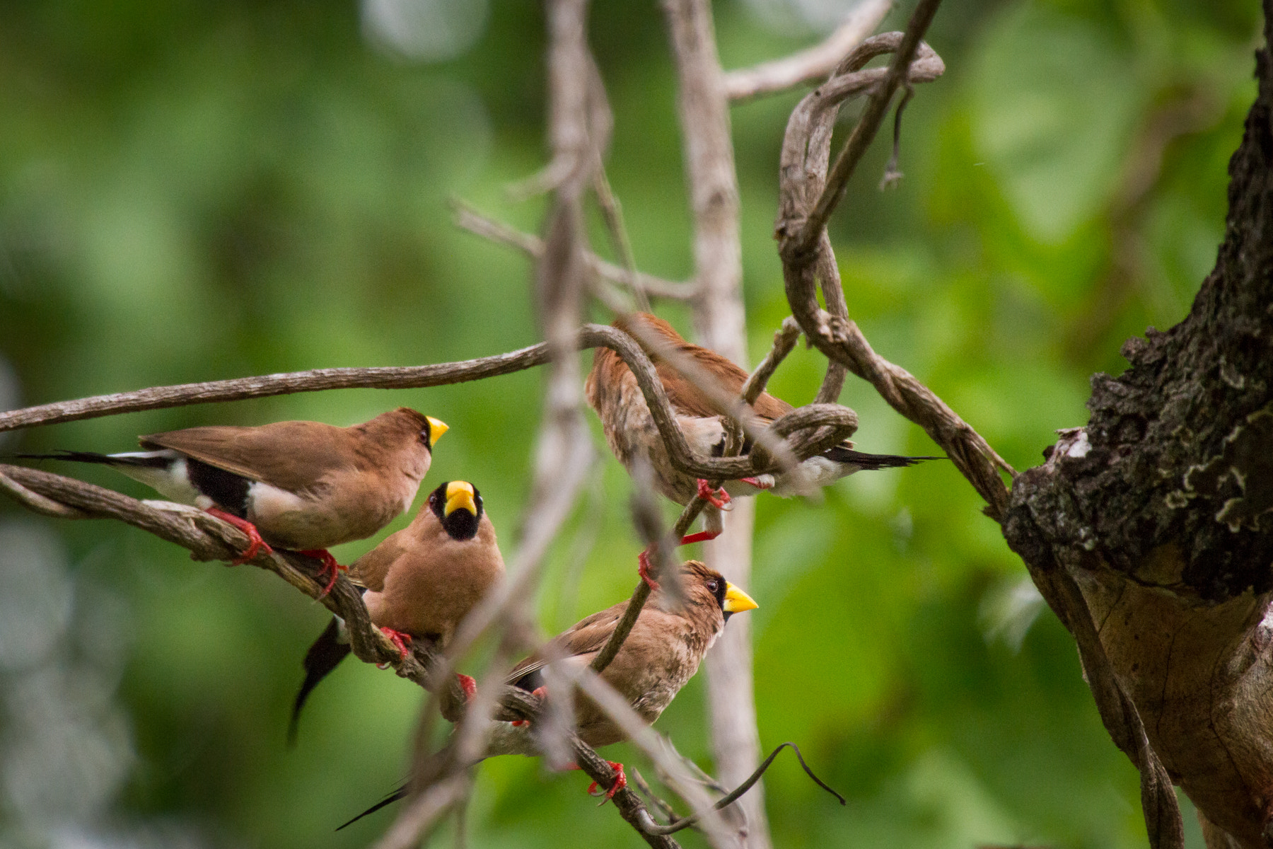 Canon EF 70-200mm F4L IS USM sample photo. Masked finch (poephila personata) photography