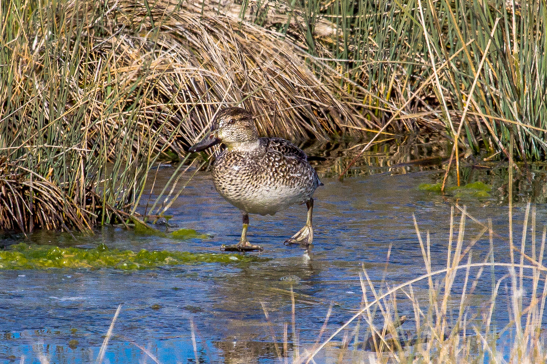 Canon EF 100-400mm F4.5-5.6L IS USM sample photo. Common teal photography