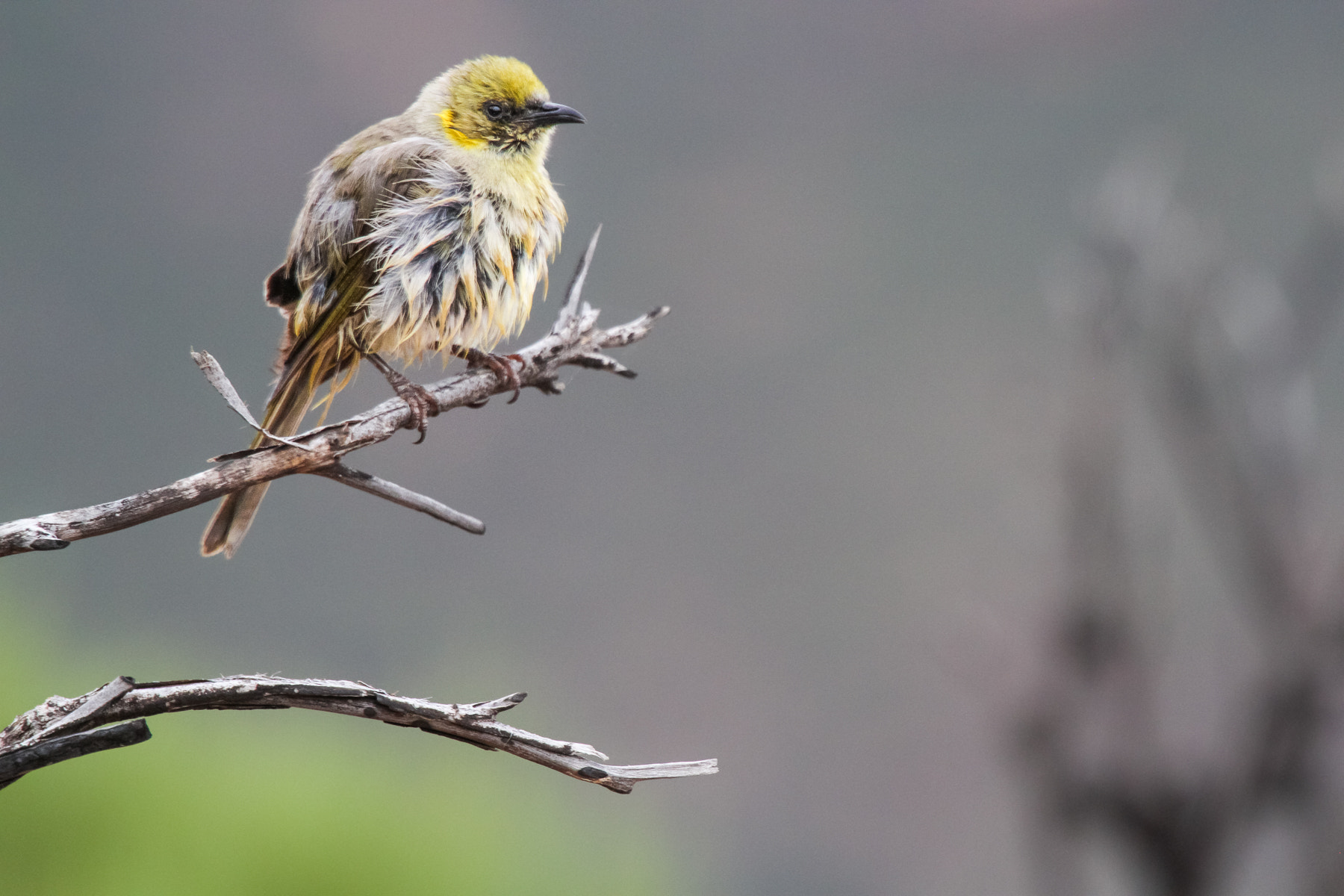 Canon EF 70-200mm F4L IS USM sample photo. Yellow-plumed honeyeater (lichenostomus ornatus) photography