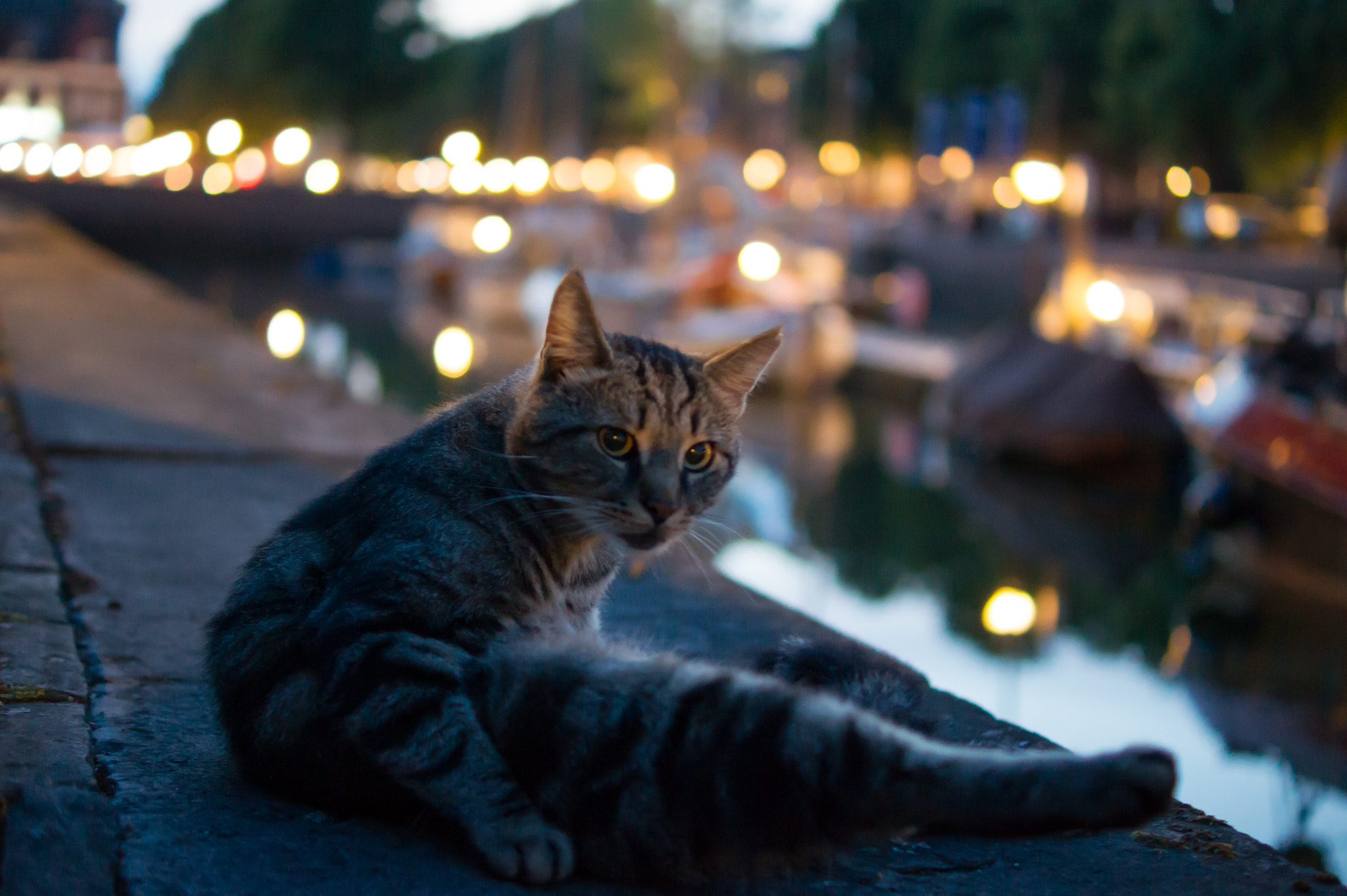Sony Alpha DSLR-A550 + Sony DT 35mm F1.8 SAM sample photo. Cat at dawn photography