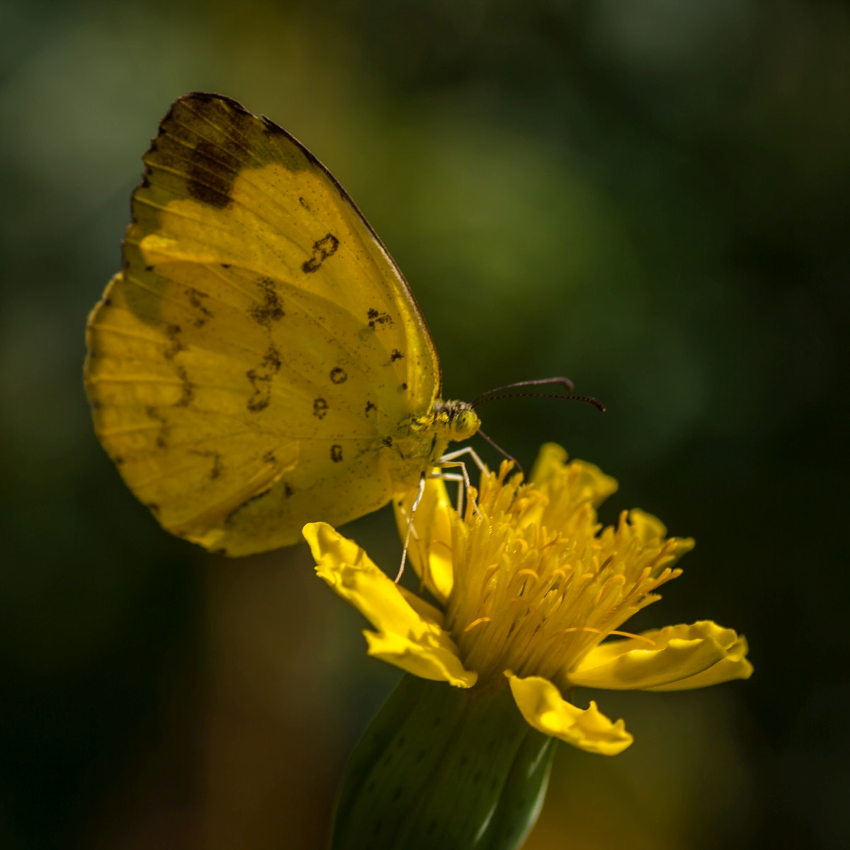 Canon EOS 1000D (EOS Digital Rebel XS / EOS Kiss F) + Tamron SP AF 90mm F2.8 Di Macro sample photo. Happiness is a butterfly, which when pursued, is always just beyond your grasp, but which, if you... photography