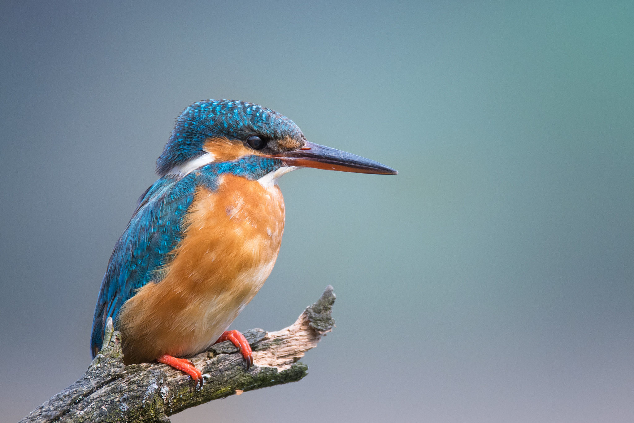 Sigma 150-600mm F5-6.3 DG OS HSM | S sample photo. Close up photography