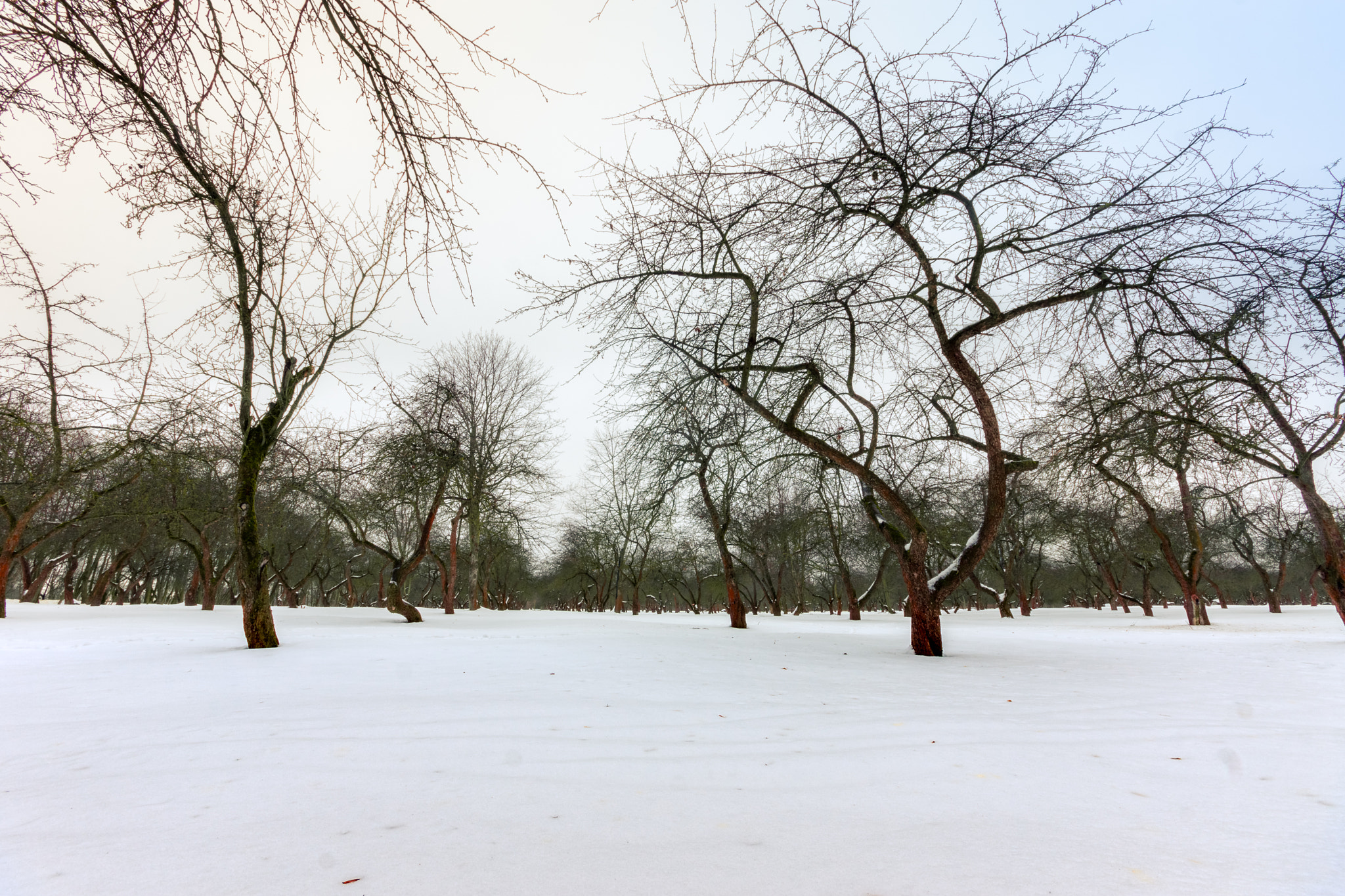Sigma AF 10-20mm F4-5.6 EX DC sample photo. Winter garden (color) photography