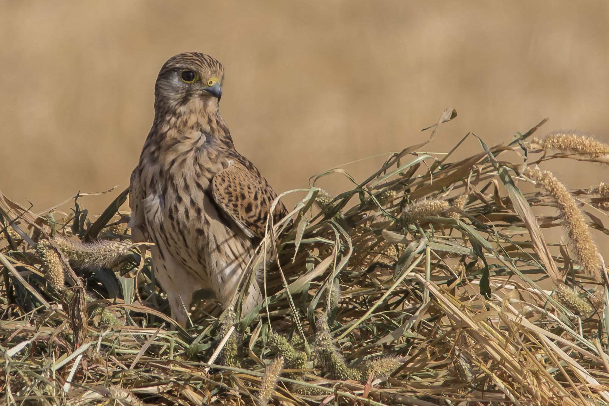 Canon EOS 7D Mark II + Canon EF 400mm F5.6L USM sample photo. Falco tinnunculus photography