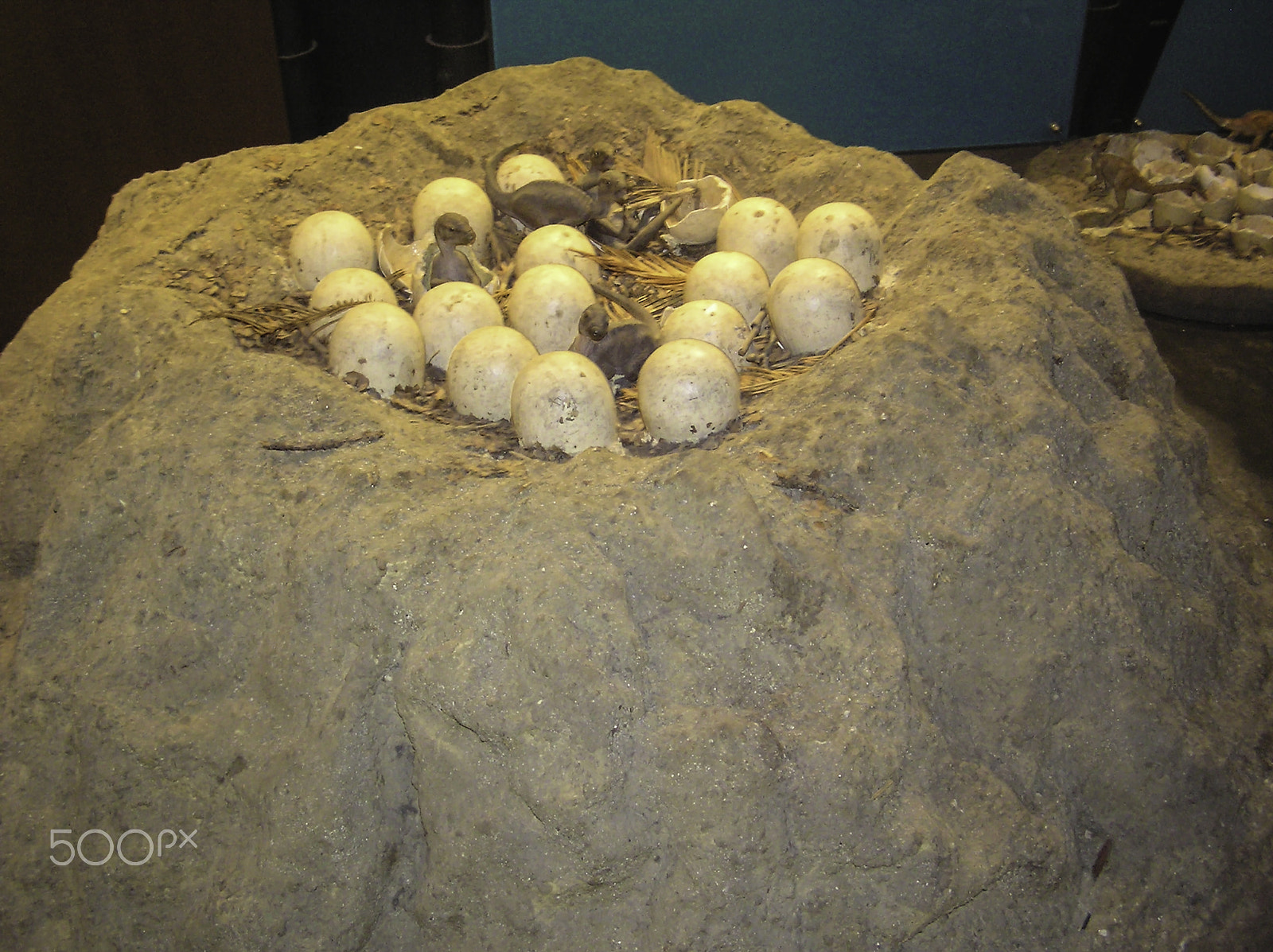 Olympus C750UZ sample photo. Eggs, open and closed, along with baby dinosaurs in a museum photography