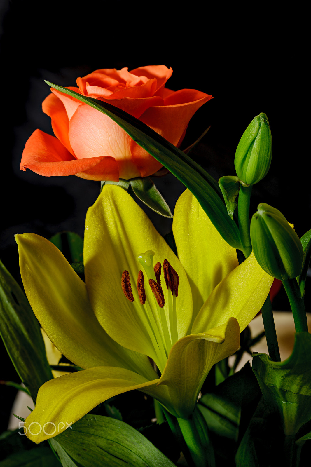 Canon EOS-1Ds Mark III sample photo. Multiple titles photography