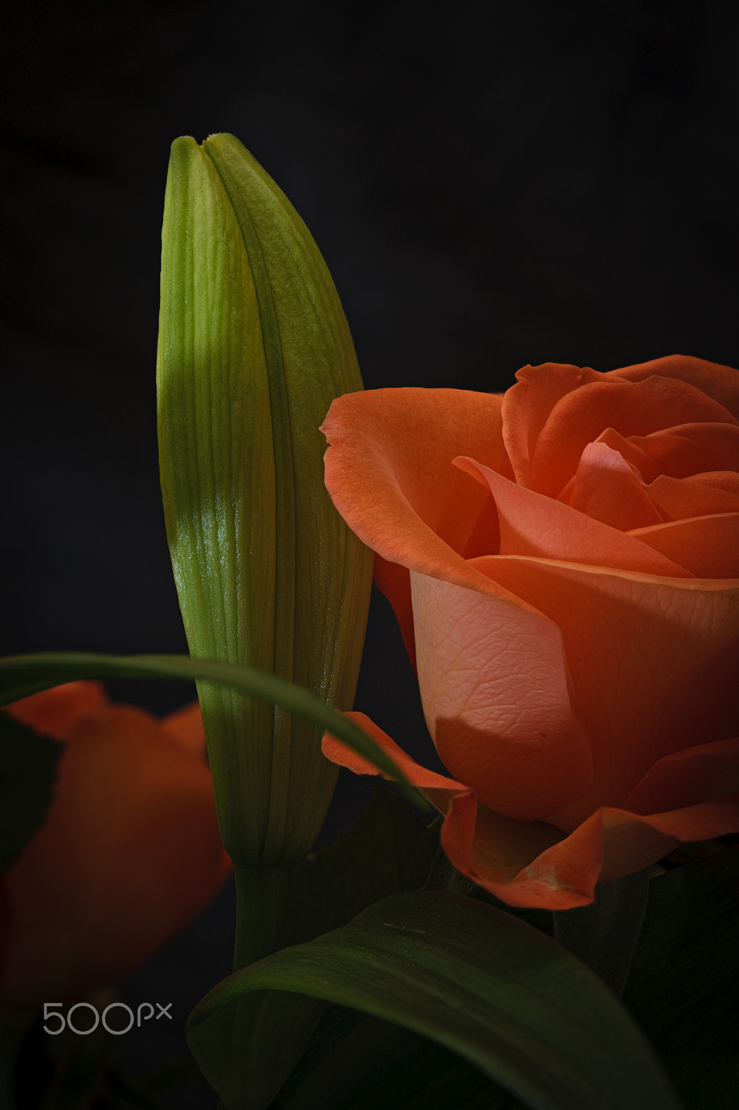 Canon EOS-1Ds Mark III sample photo. Multiple titles photography