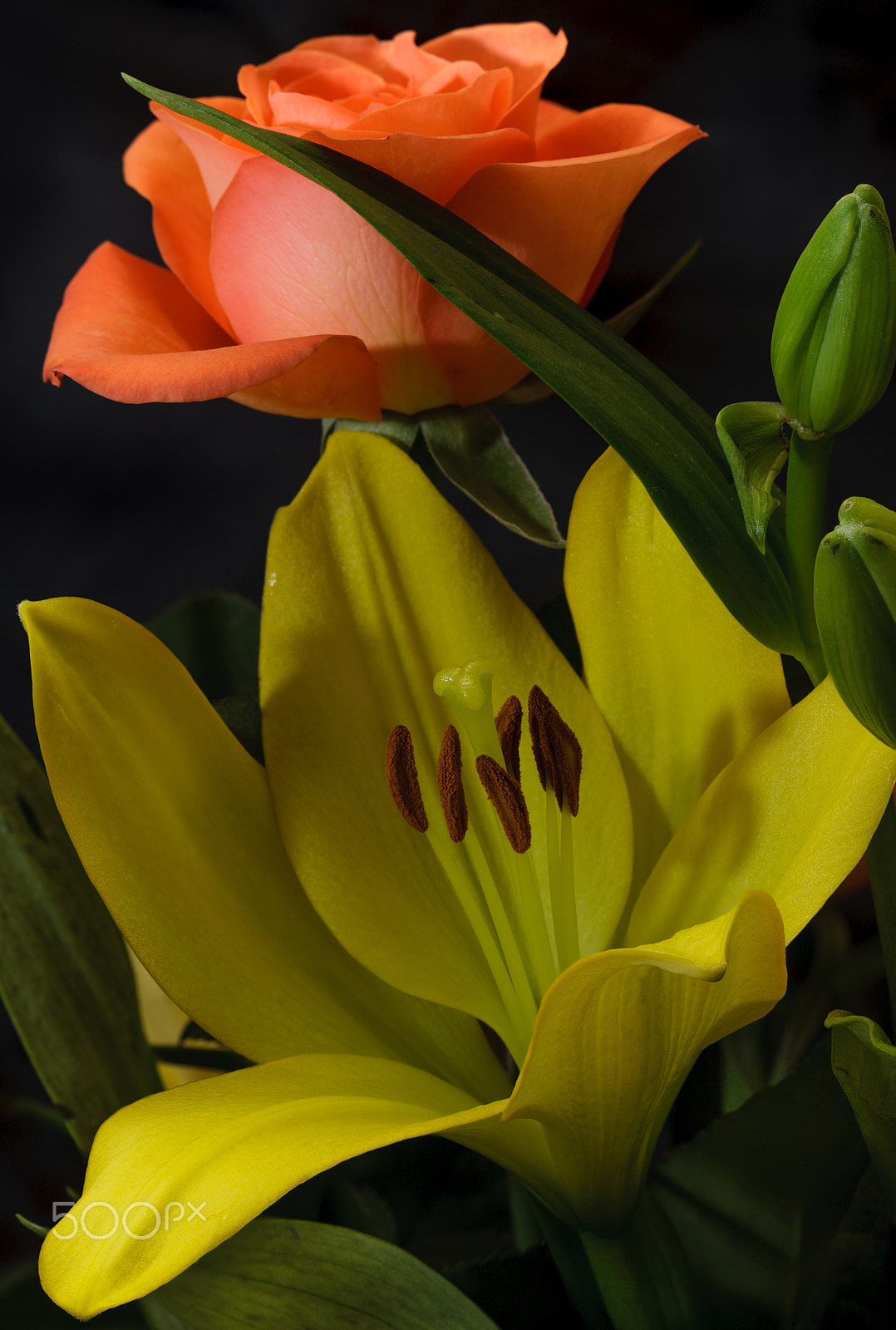 Canon EOS-1Ds Mark III sample photo. Multiple titles photography