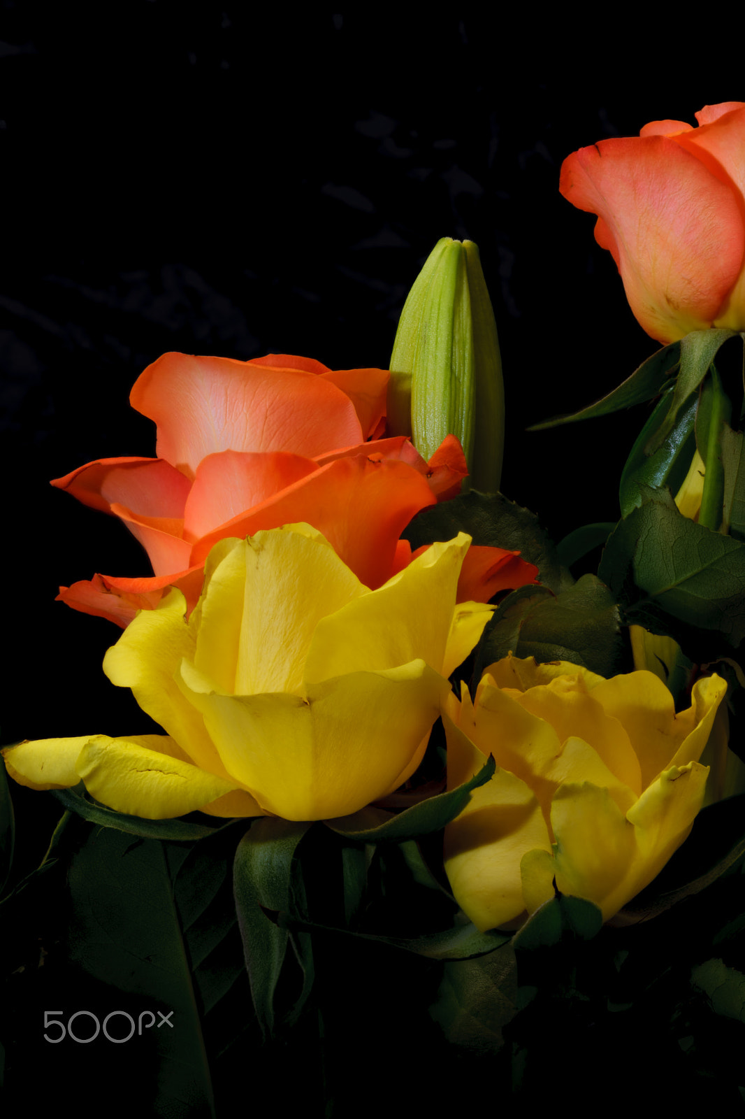 Canon EOS-1Ds Mark III sample photo. Multiple titles photography