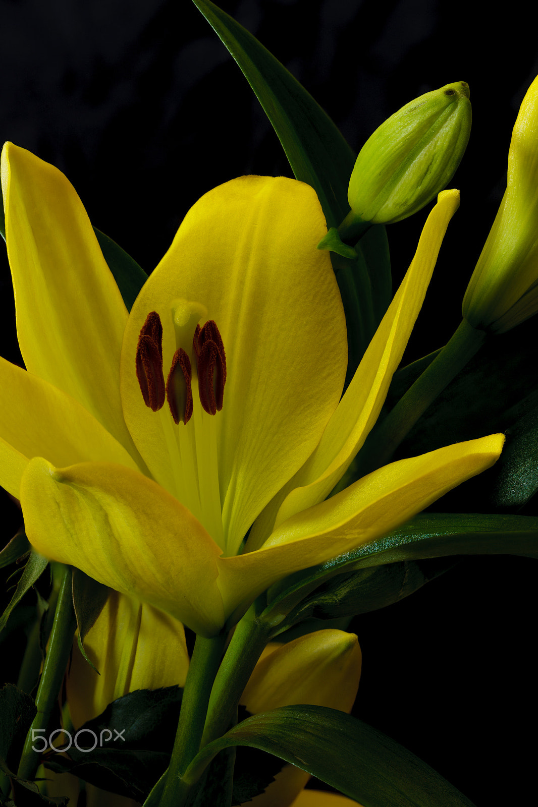 Canon EOS-1Ds Mark III sample photo. Multiple titles photography