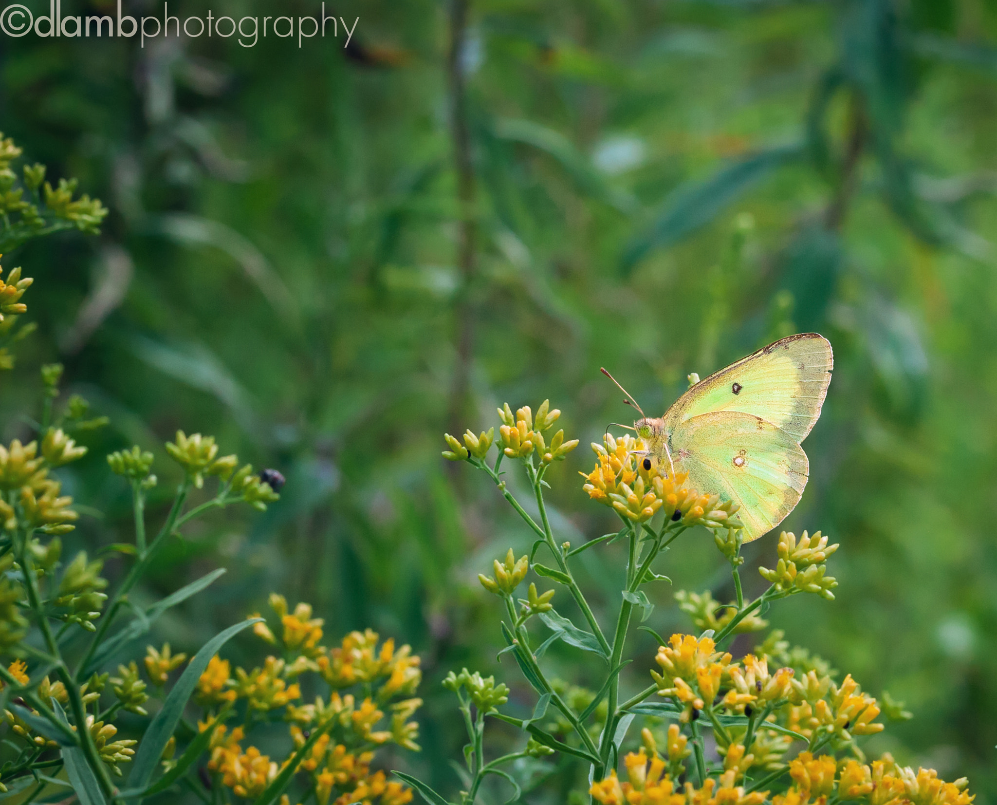 Canon EF-S 60mm F2.8 Macro USM sample photo. Small cabbage white photography