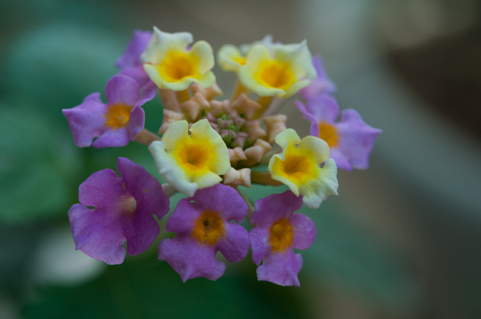 Nikon AF-S Micro-Nikkor 60mm F2.8G ED sample photo. Pink purple photography