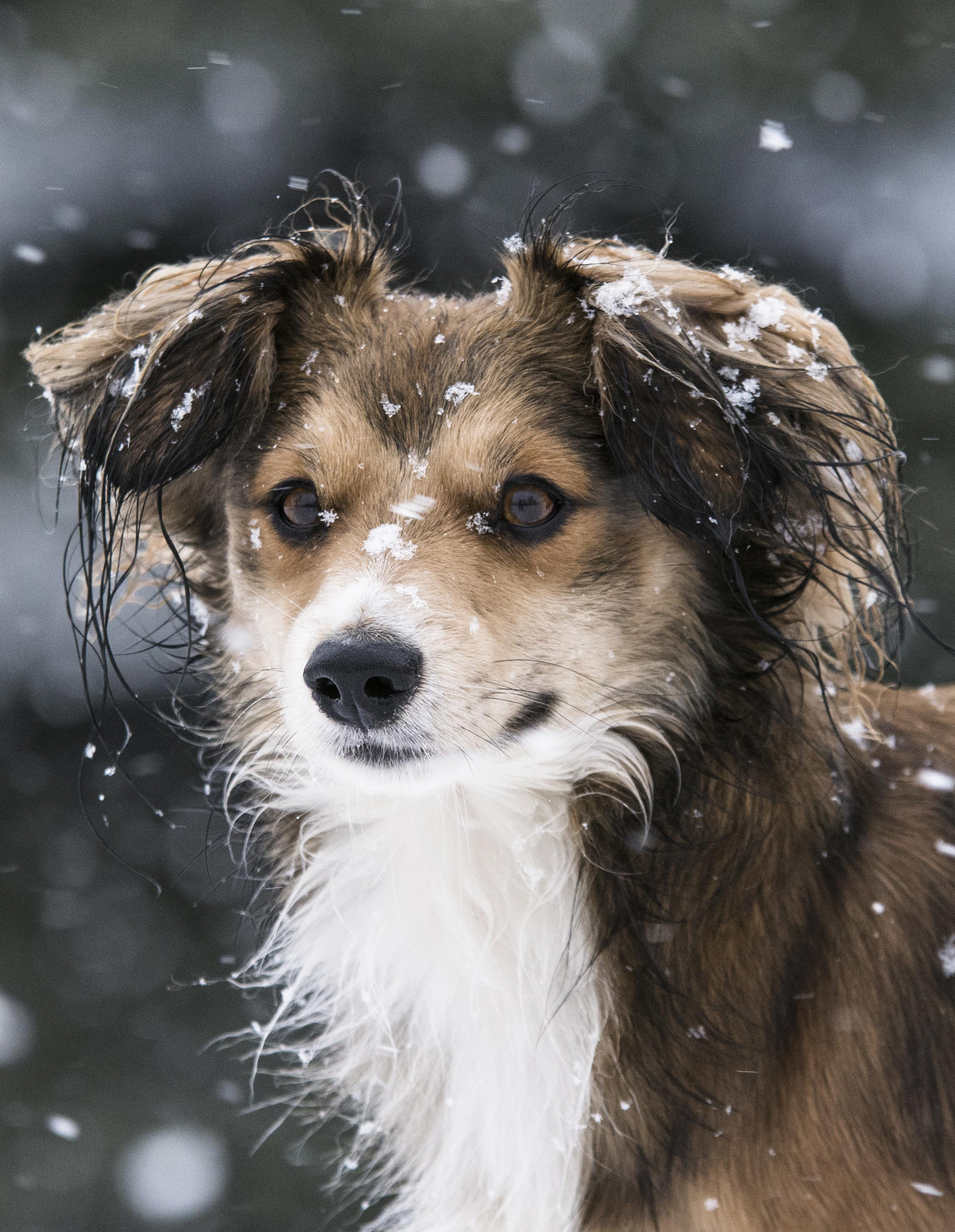 Sigma 70-200mm F2.8 EX DG OS HSM sample photo. Snowdog photography