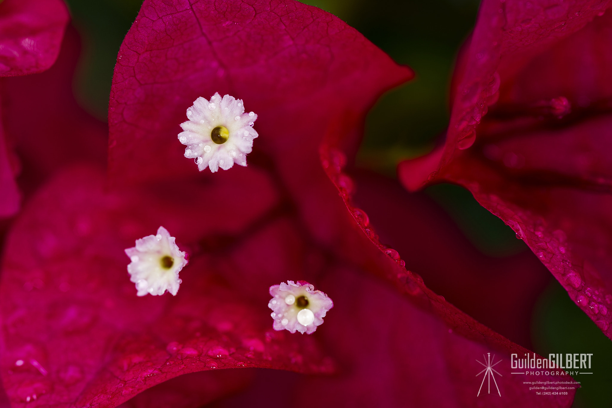 Nikon D3S sample photo. Bougainvillea photography