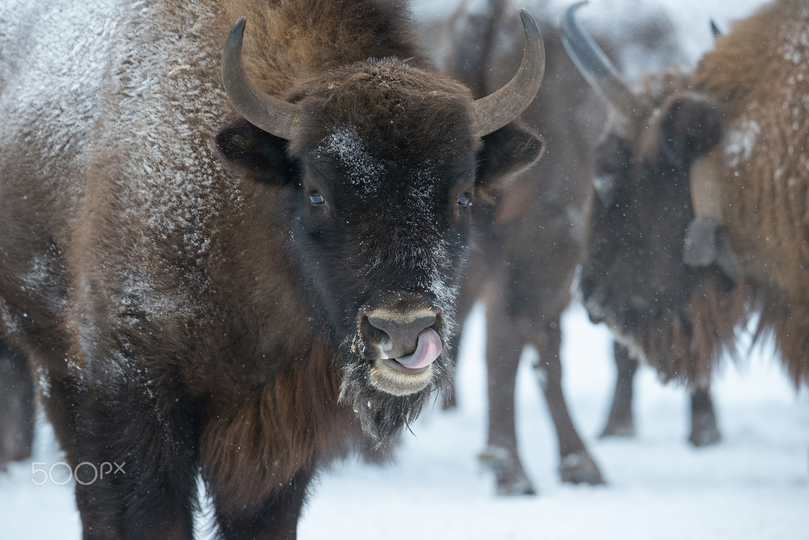 Nikon D800 + Sigma 50mm F2.8 EX DG Macro sample photo. Hi! i am a bison! photography