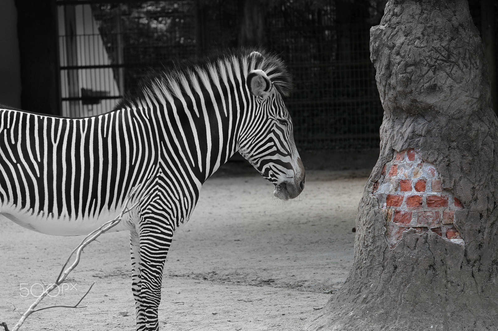 Canon EOS 650D (EOS Rebel T4i / EOS Kiss X6i) sample photo. A cruel reality photography