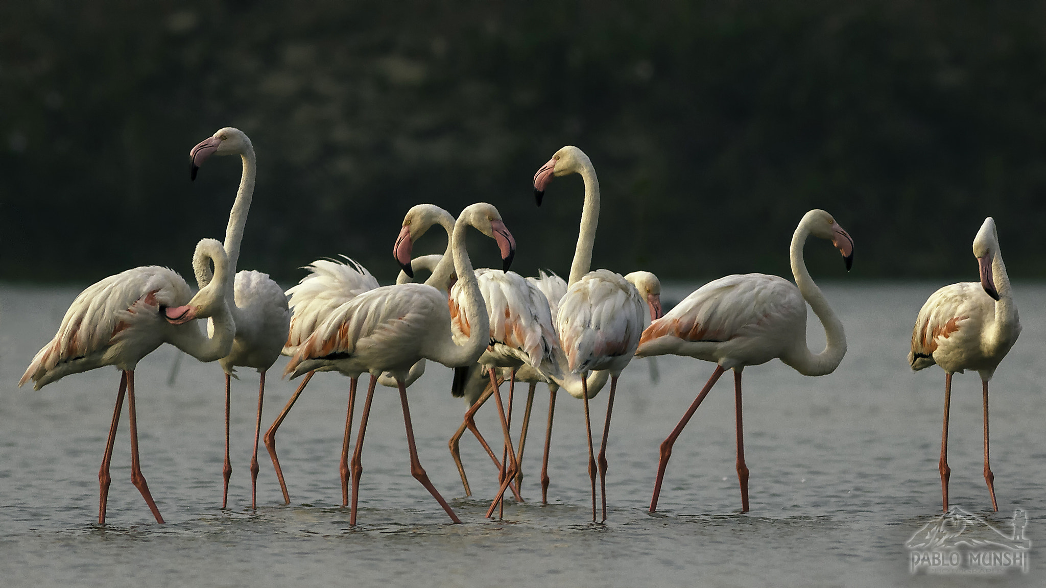 Canon EOS 60D + Canon EF 400mm F5.6L USM sample photo. Morning light on greater flamingoes photography