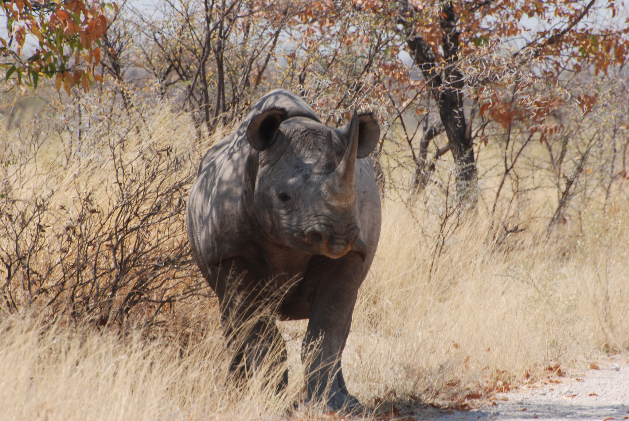 Nikon D80 sample photo. Black rhinoceros photography