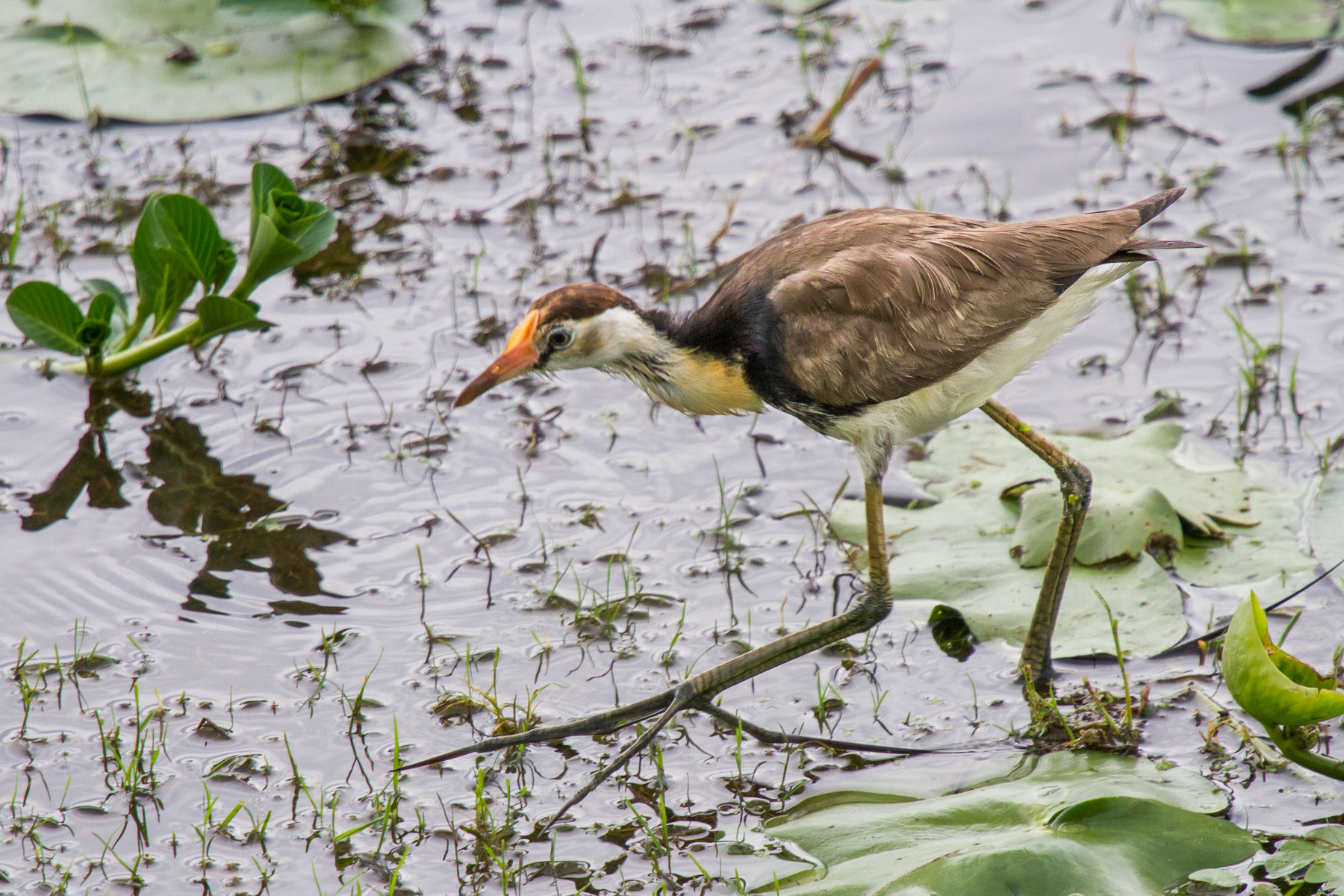 Canon EF 70-200mm F4L IS USM sample photo. Comb-crested jacana (irediparra gallinacea) photography