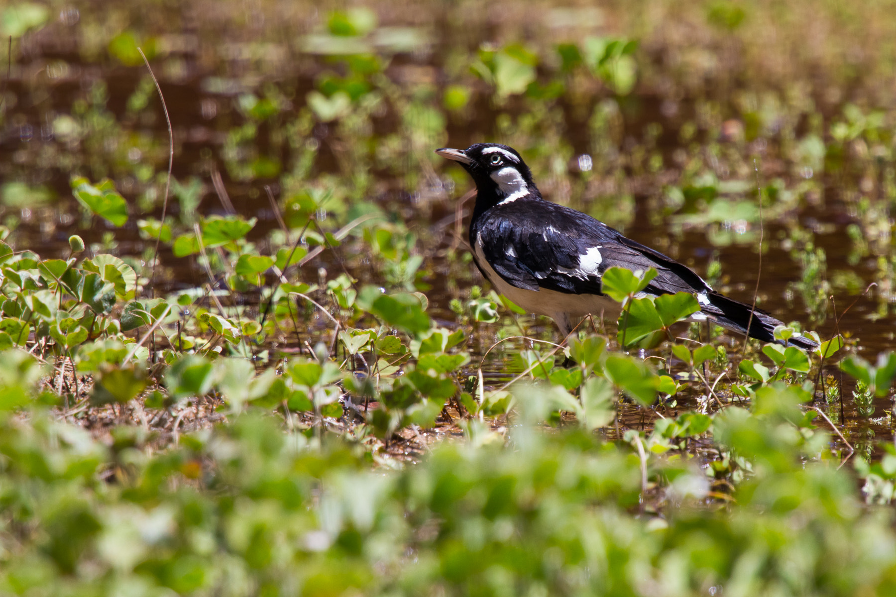 Canon EF 70-200mm F4L IS USM sample photo. Magpie-lark (grallina cyanoleuca) photography