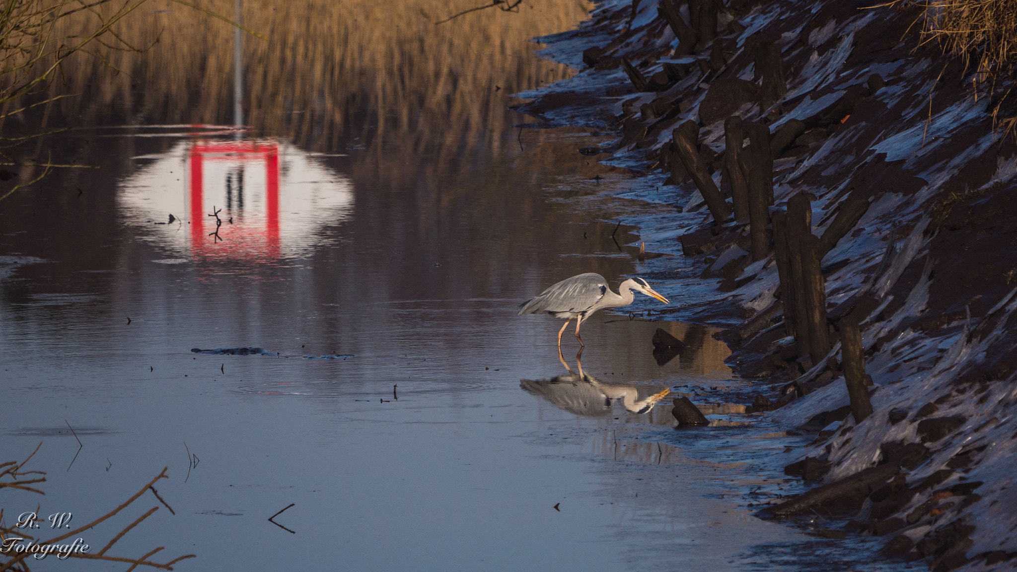 Panasonic Lumix DMC-GH3 + LEICA DG 100-400/F4.0-6.3 sample photo. Graureiher photography