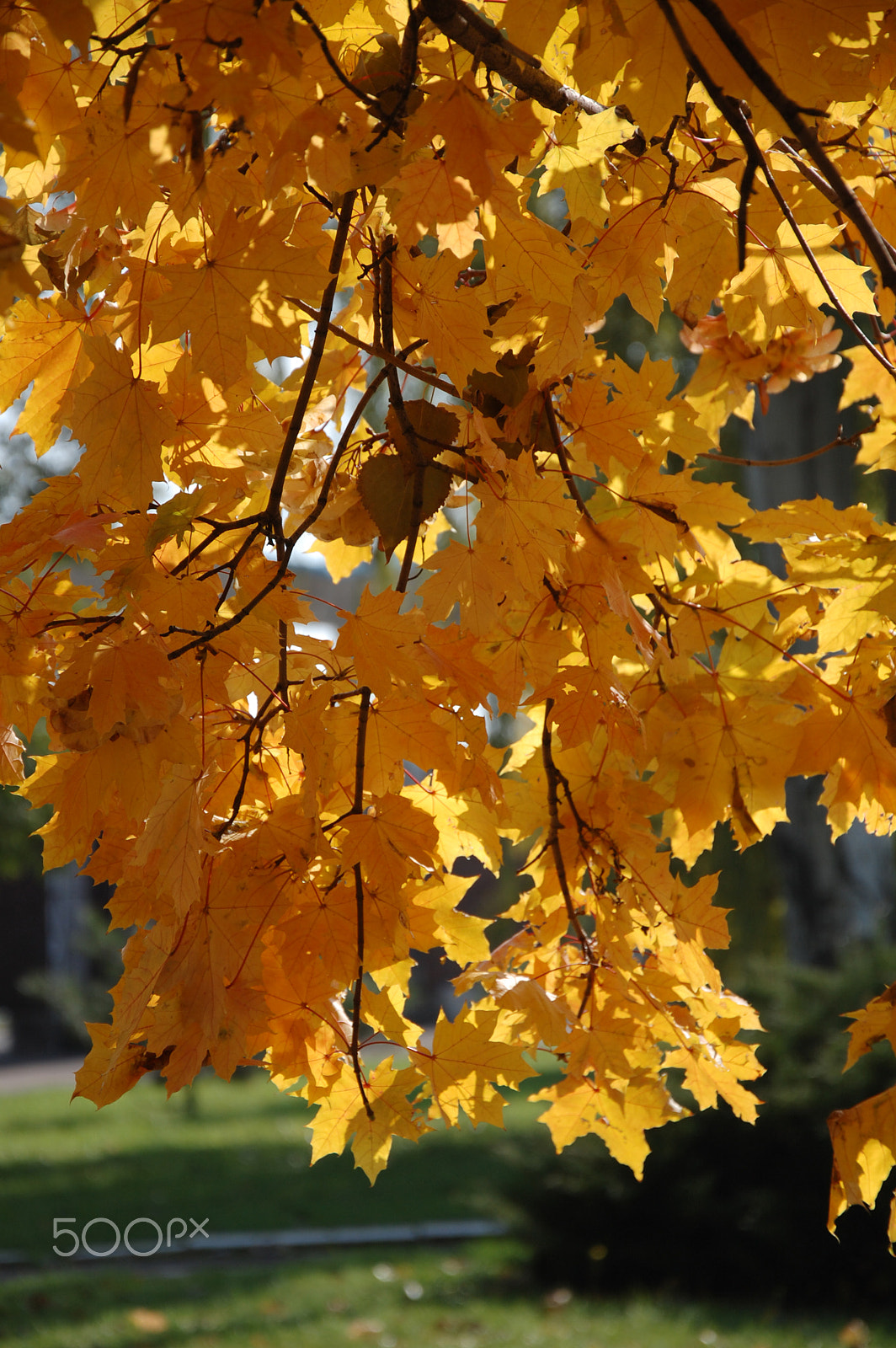 Nikon D40 sample photo. Maple leaves photography