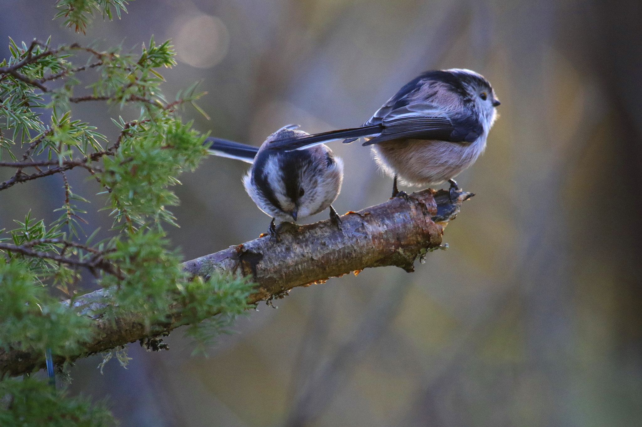 Canon EOS 7D Mark II + Canon EF 100-400mm F4.5-5.6L IS USM sample photo. A nice pair photography