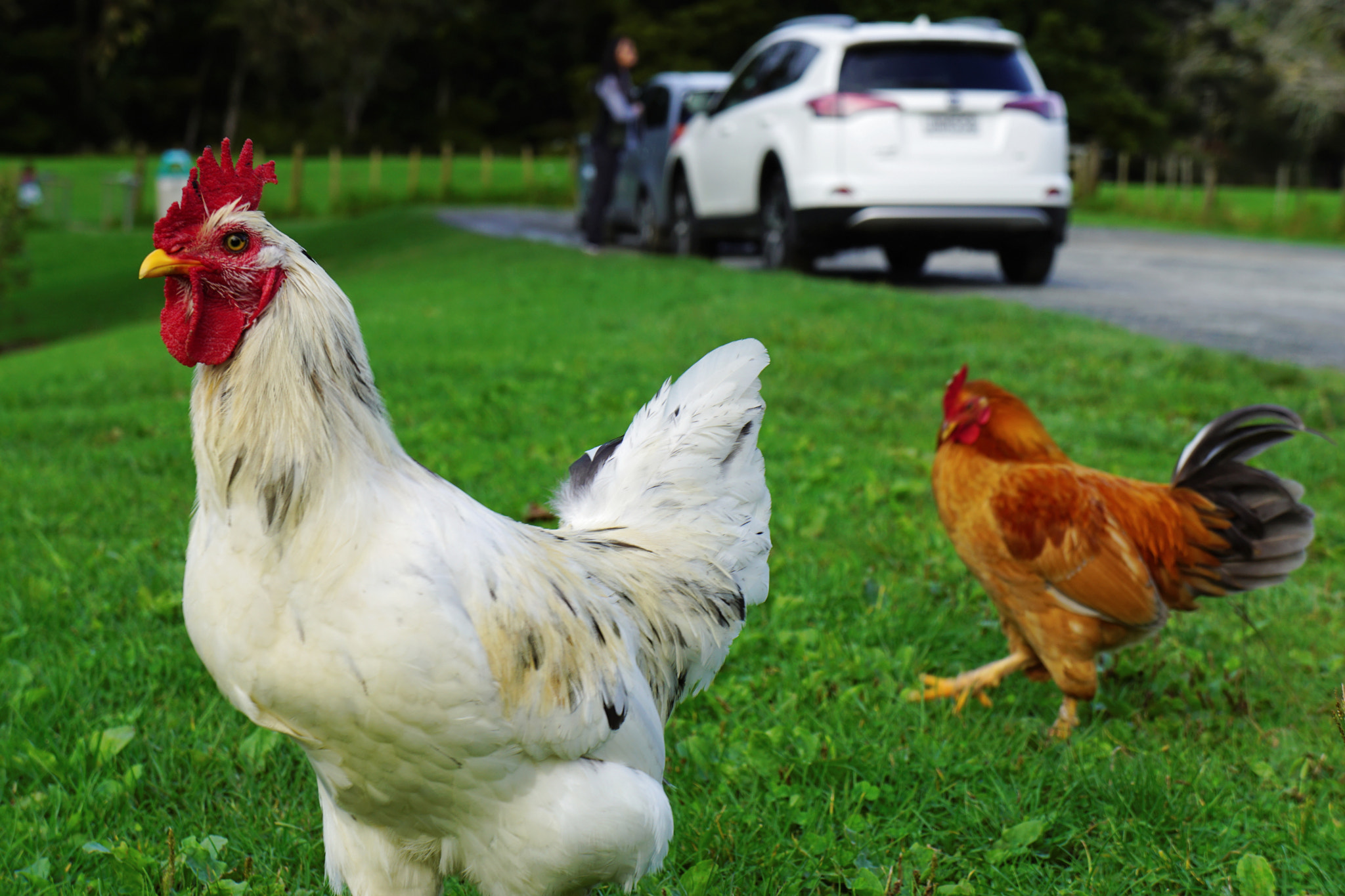 Sony E 18-55mm F3.5-5.6 OSS sample photo. New zealand chicken photography