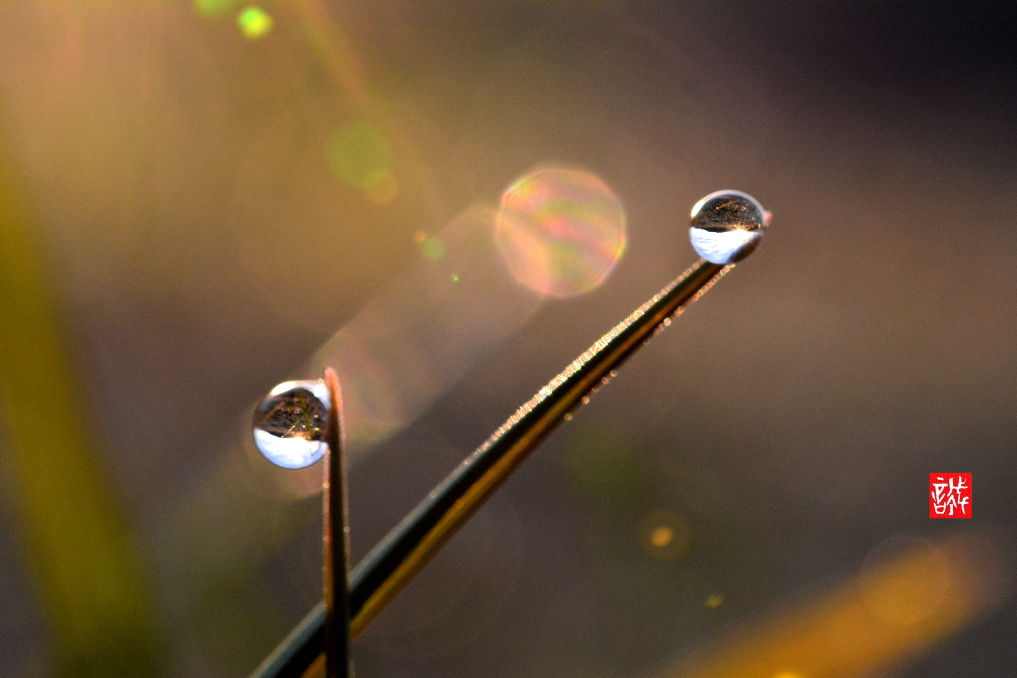 Nikon AF-S Micro-Nikkor 60mm F2.8G ED sample photo. Sunrise 0201 photography