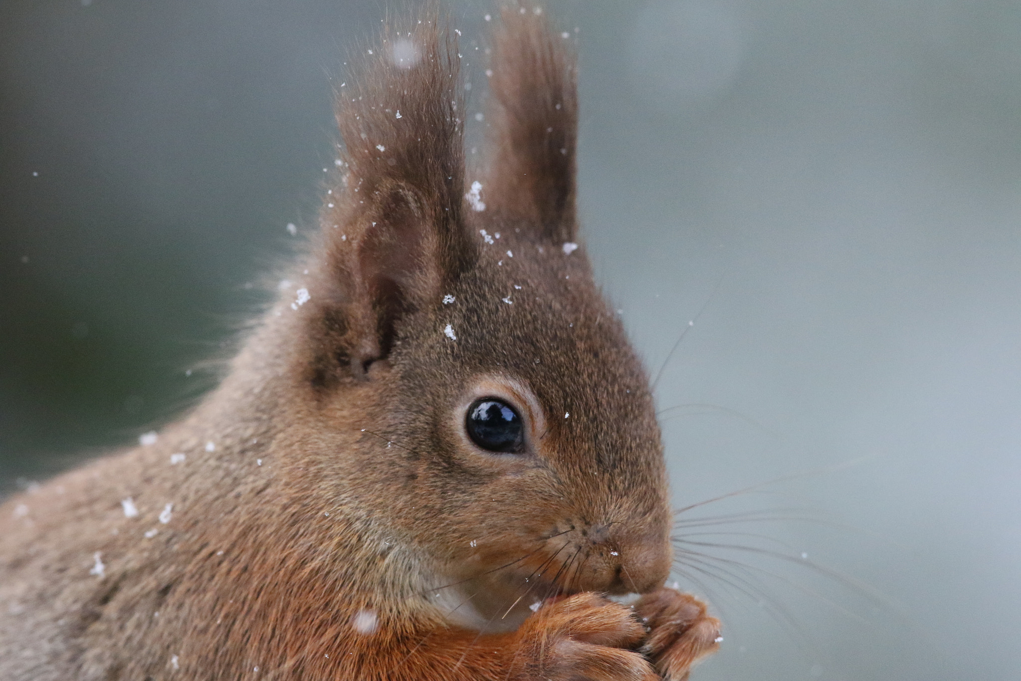 Canon EF 500mm F4L IS II USM sample photo. Another close up photography