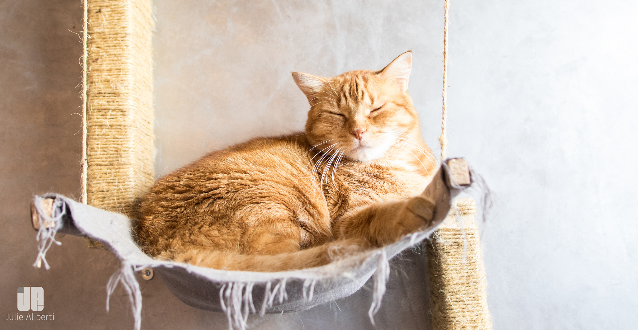 Sigma 20mm EX f/1.8 sample photo. Cookie monster the cat photography