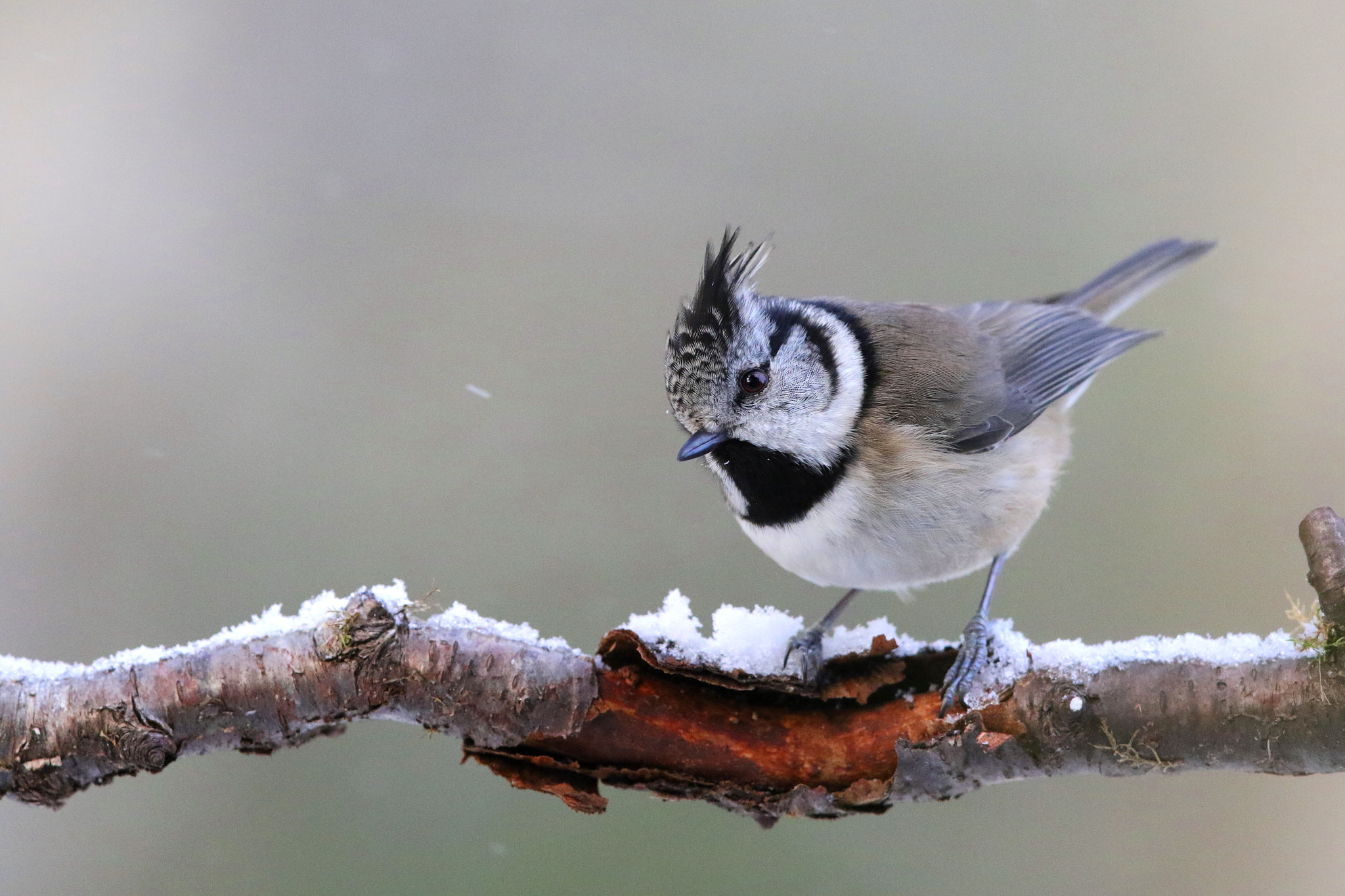 Canon EF 500mm F4L IS II USM sample photo. Crestie on snow photography
