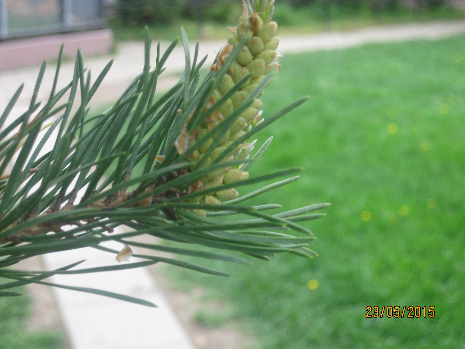 Canon PowerShot SD770 IS (Digital IXUS 85 IS / IXY Digital 25 IS) sample photo. Fir-tree photography