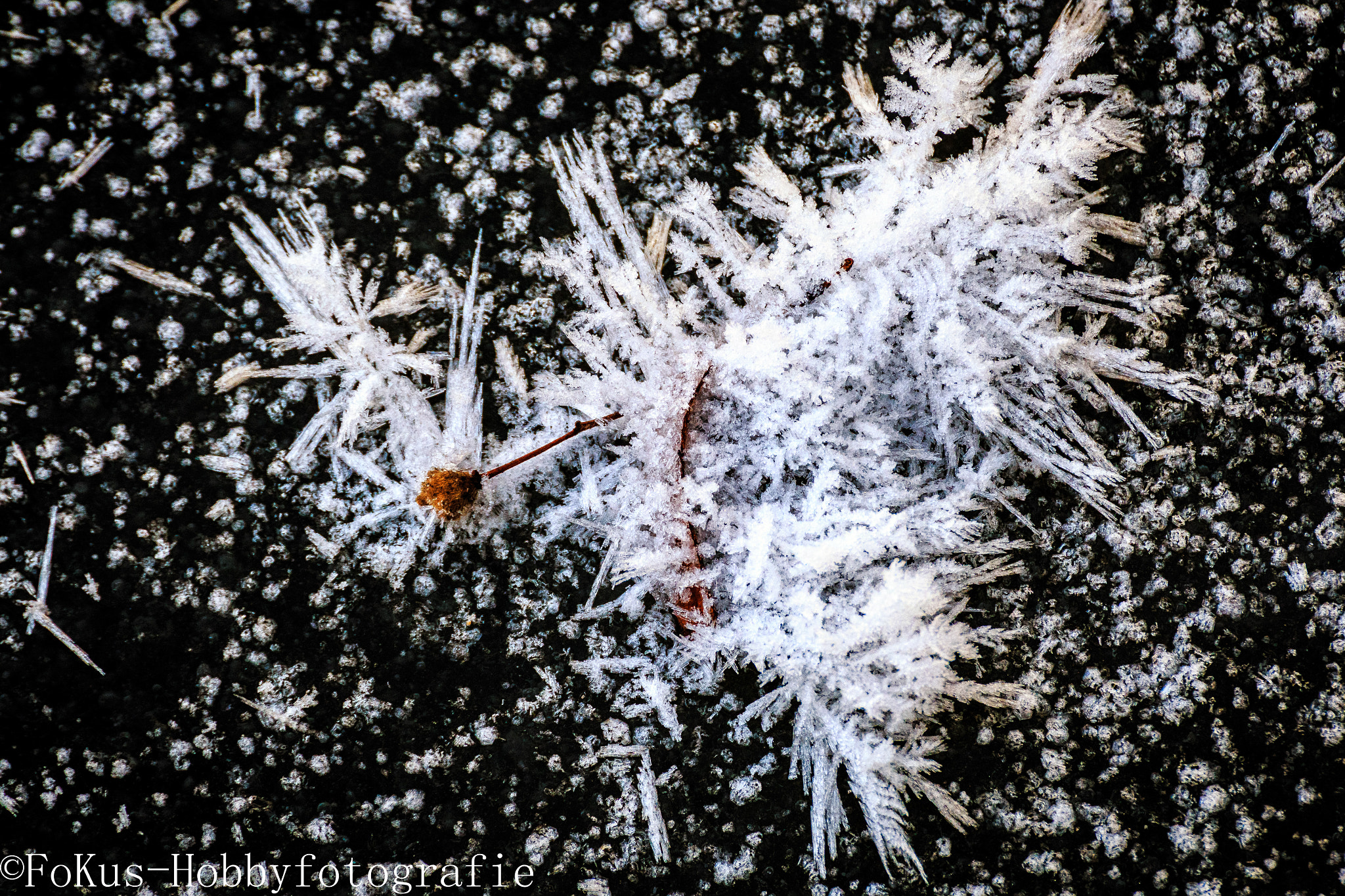 Canon EOS 70D + Sigma 50-200mm F4-5.6 DC OS HSM sample photo. Ice flower photography