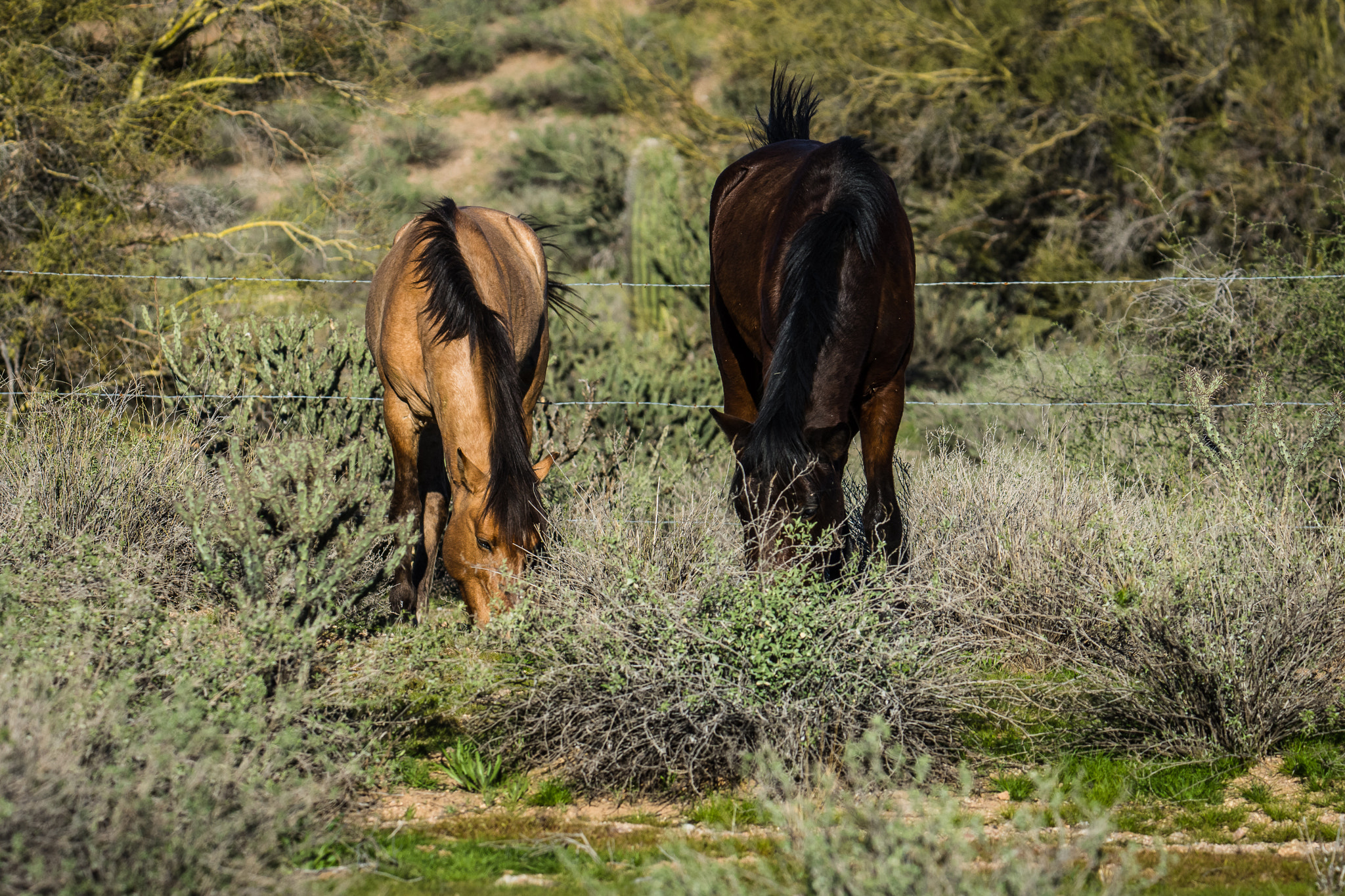 Nikon D7200 + Sigma 50mm F2.8 EX DG Macro sample photo. Salt river wild horses photography