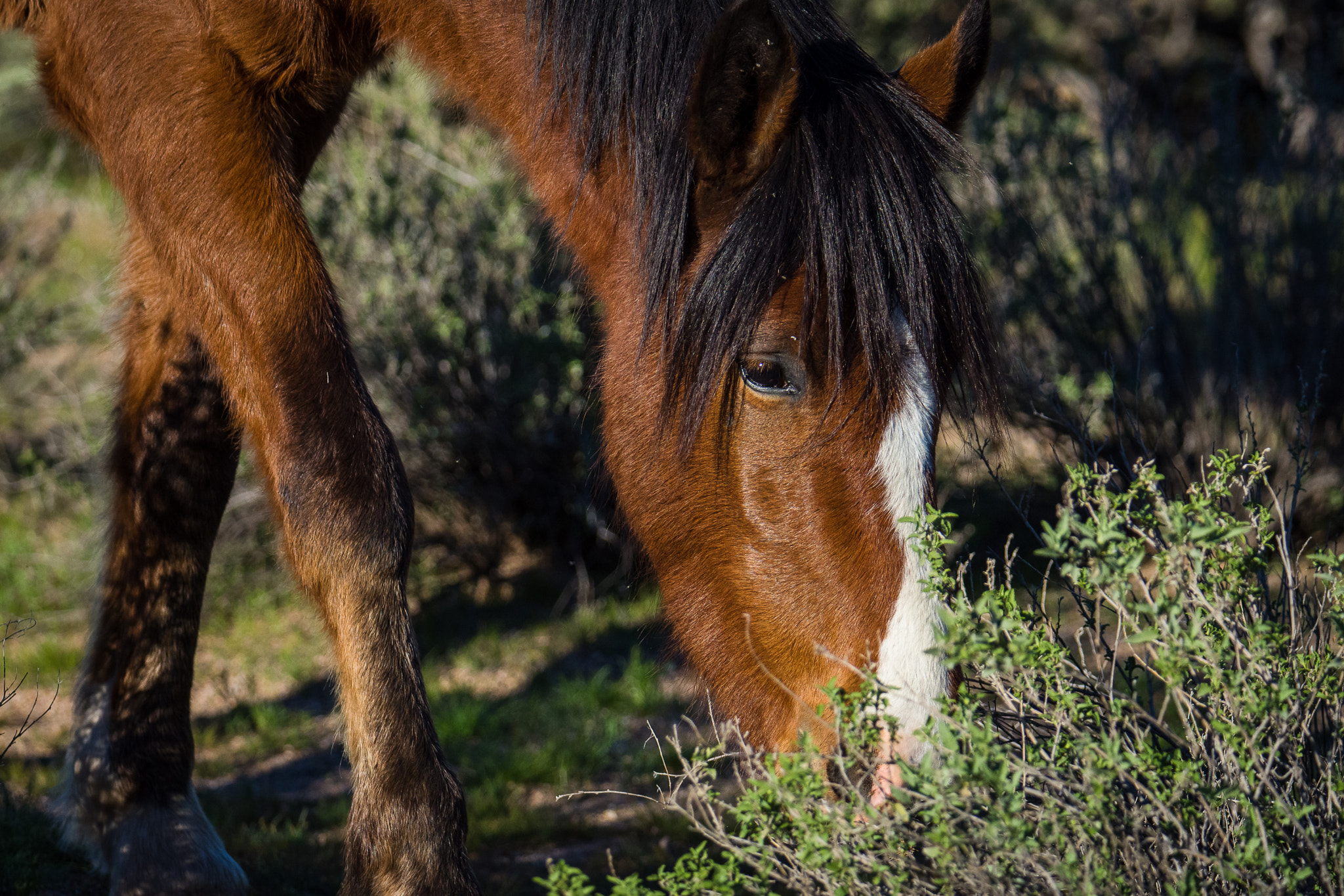 Nikon D7200 + Sigma 50mm F2.8 EX DG Macro sample photo. Salt river wild horses photography