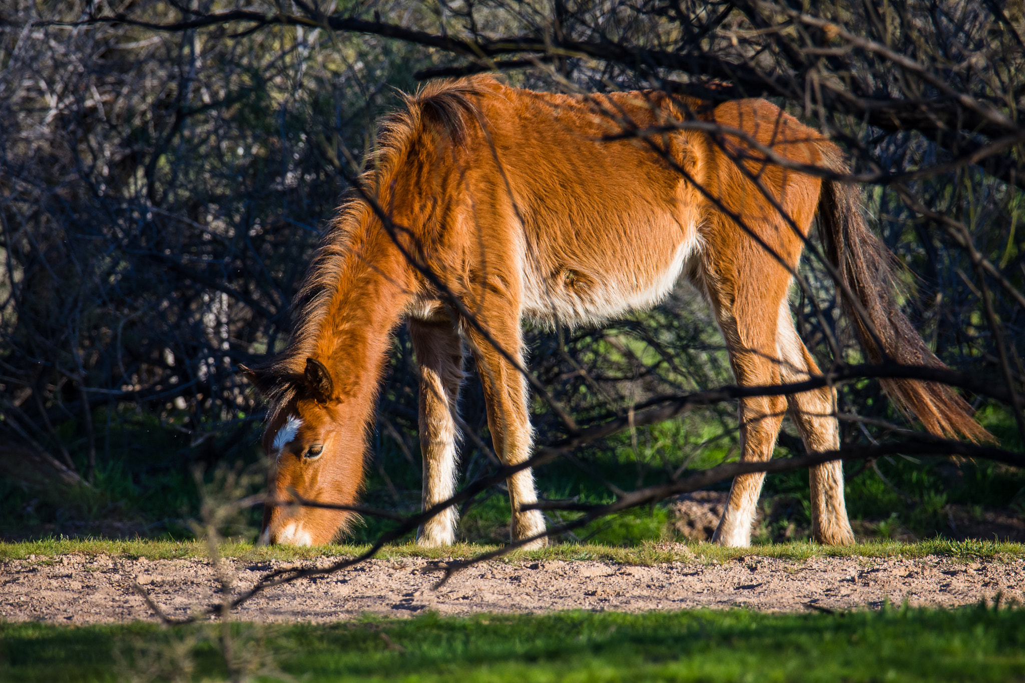 Nikon D7200 + Sigma 50mm F2.8 EX DG Macro sample photo. Salt river wild horses photography